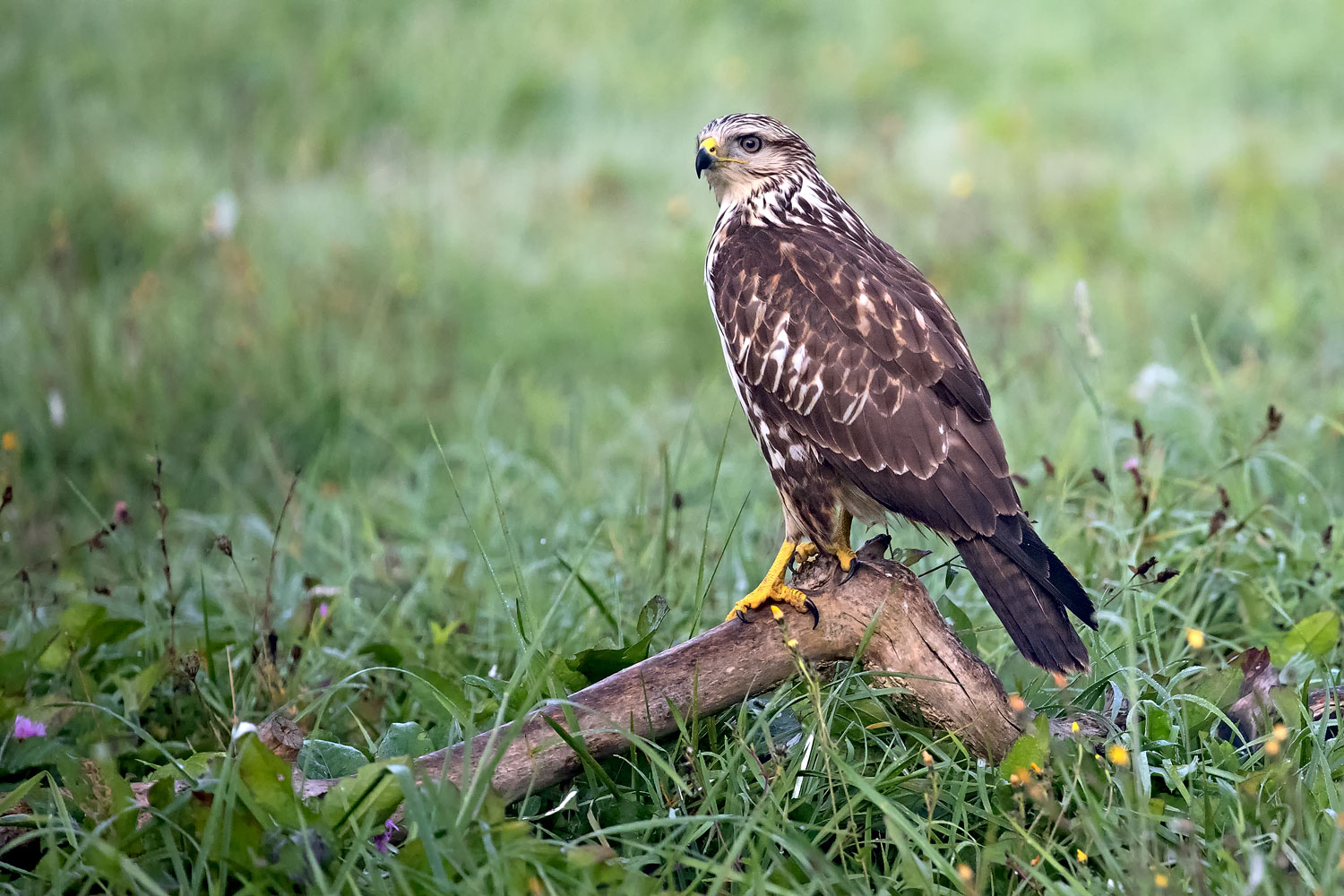 Buzzard
