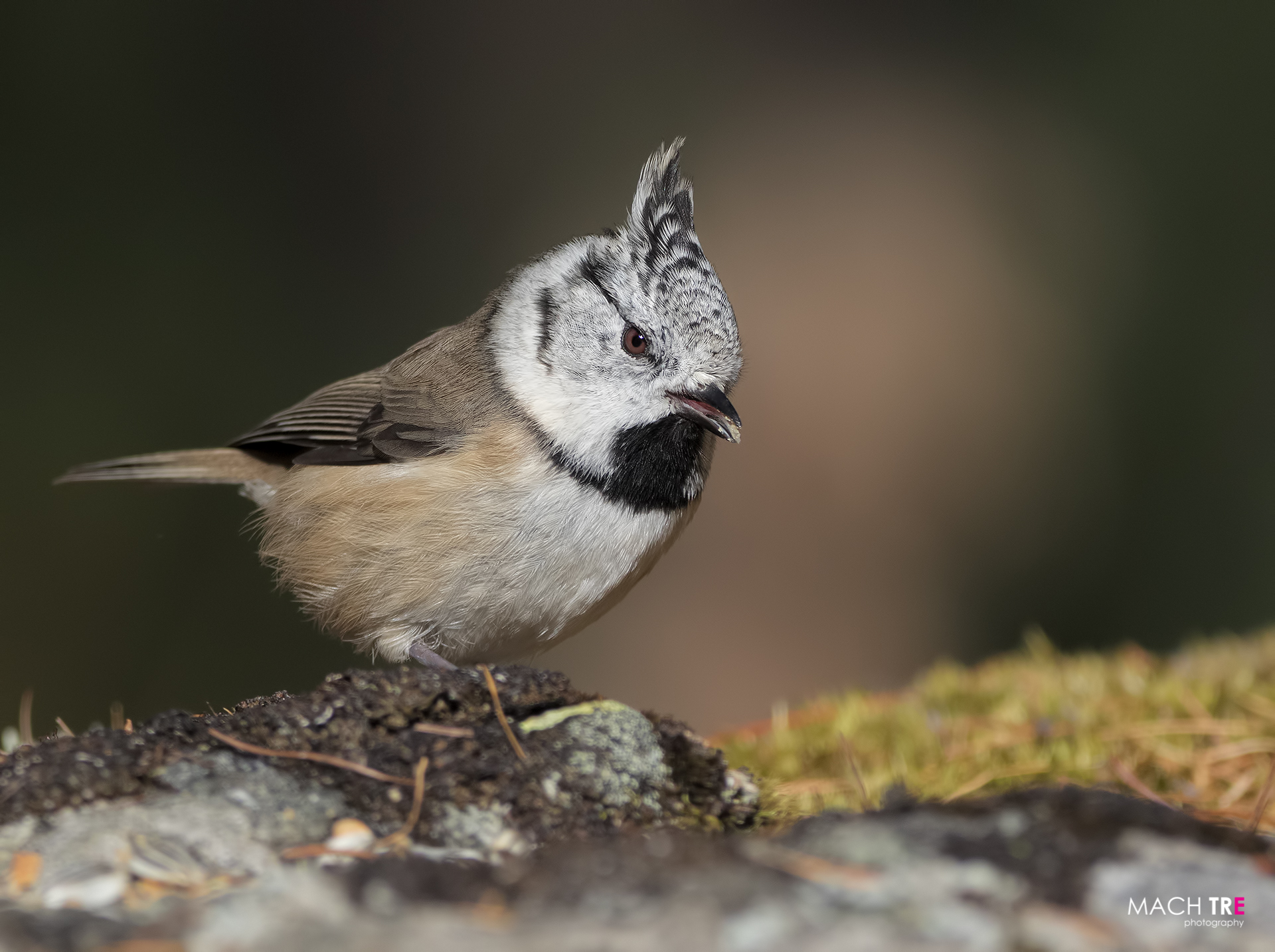 Cincia dal ciuffo (Lophophanes cristatus)