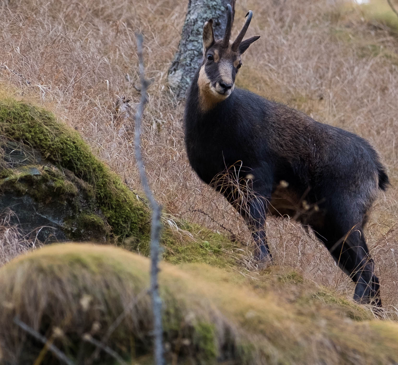 Camoscio ..Rupicapra