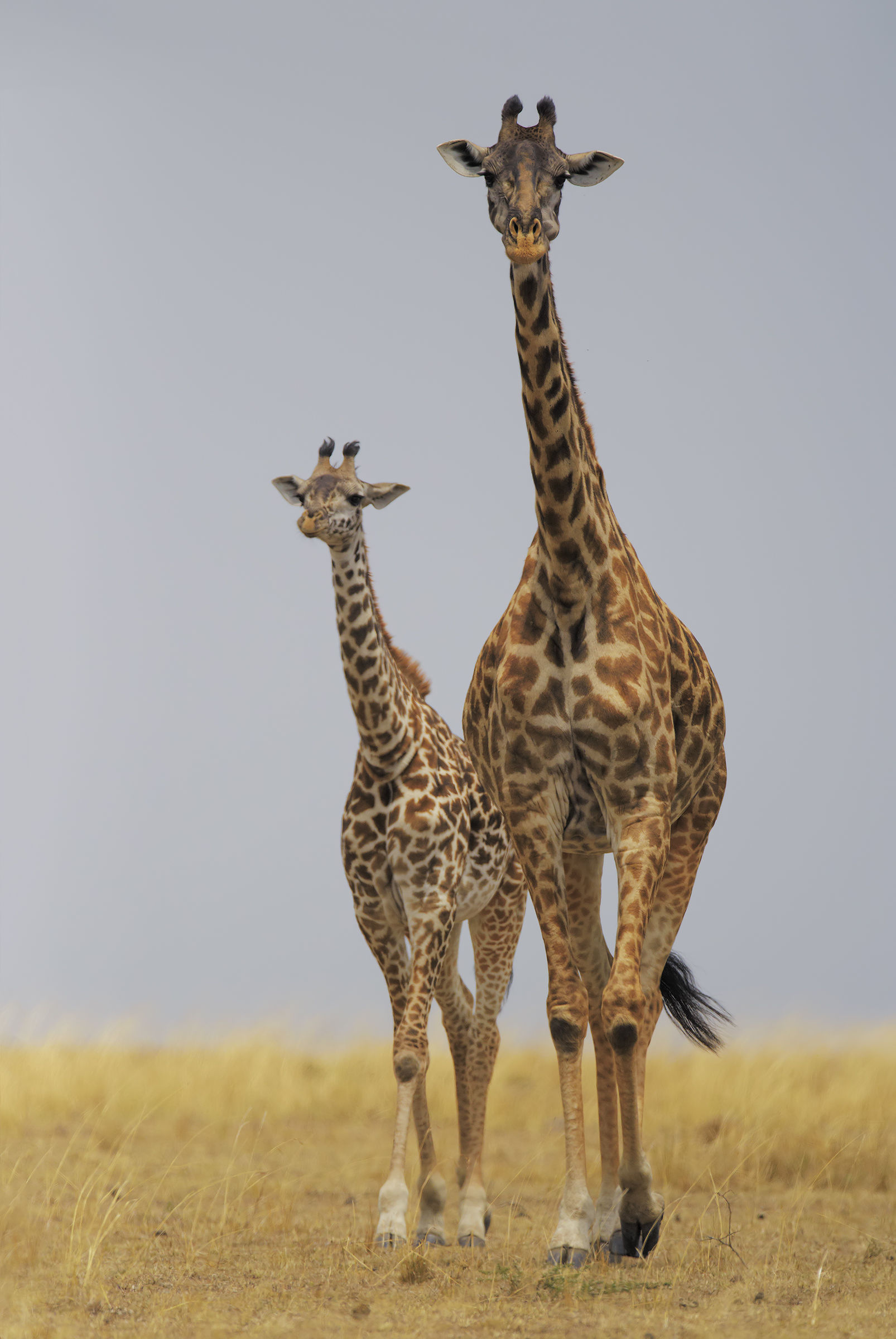 Mother and daughter in the savannah