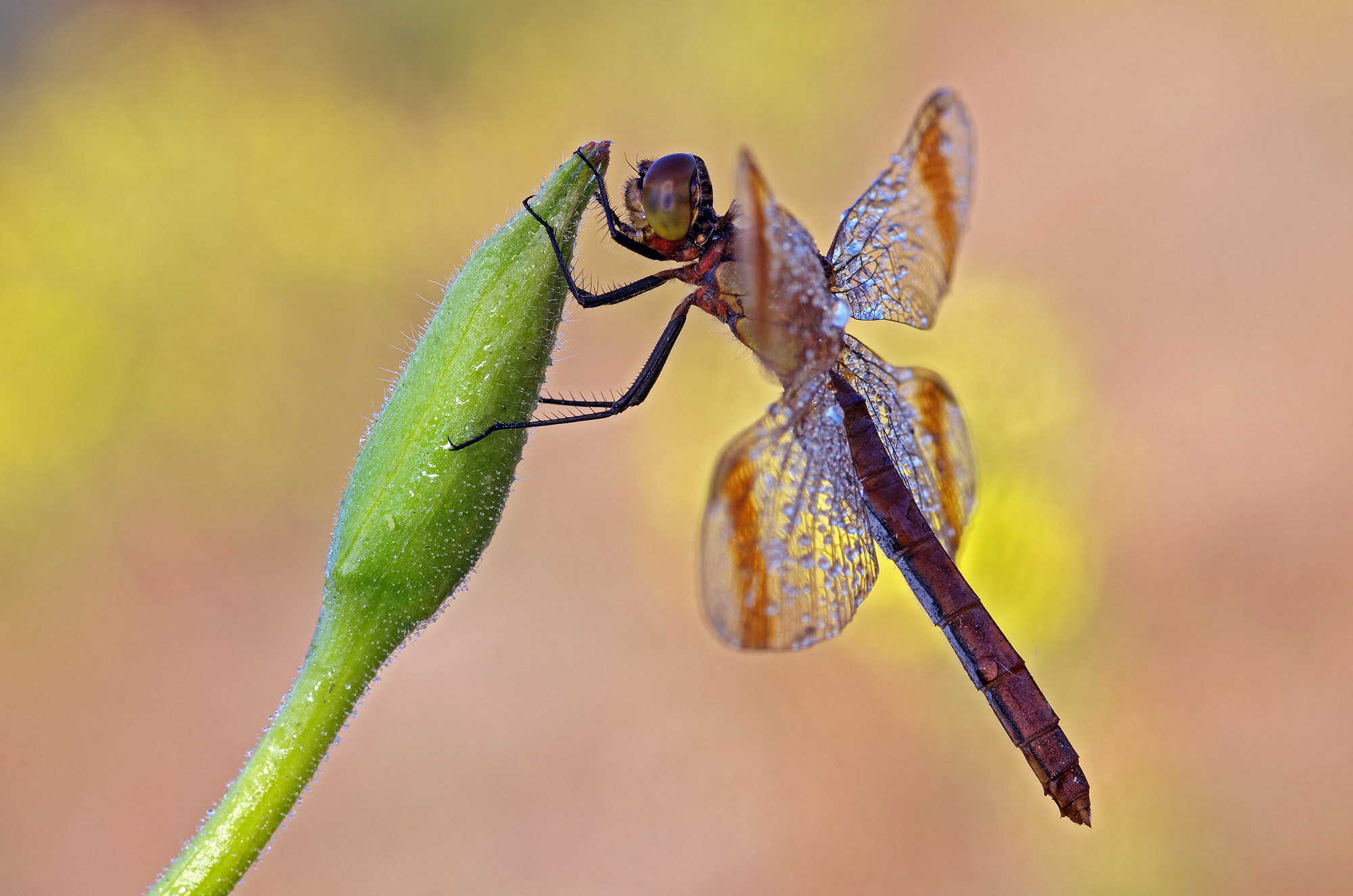 Sympetrum pedemontanum