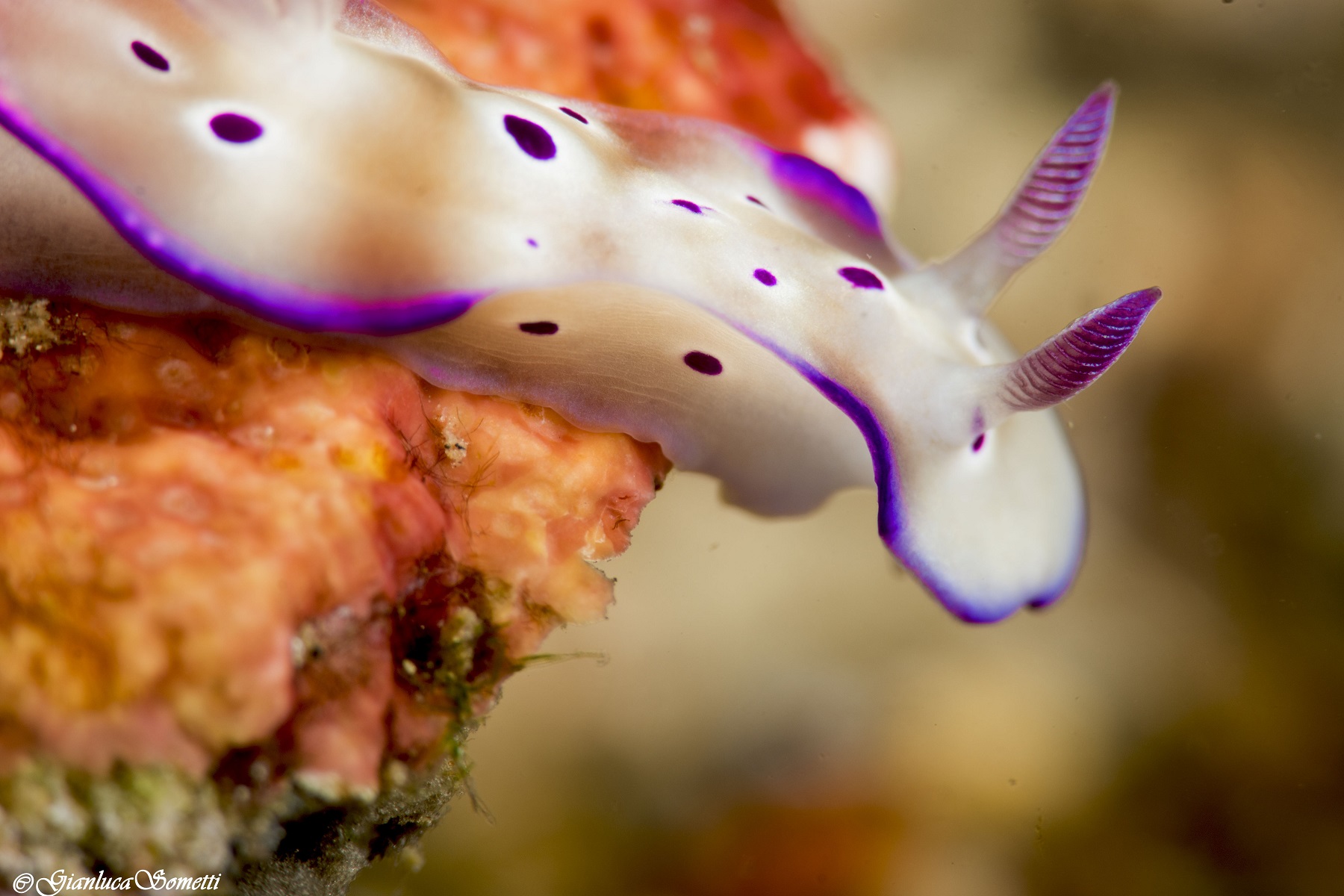 Nudibranco