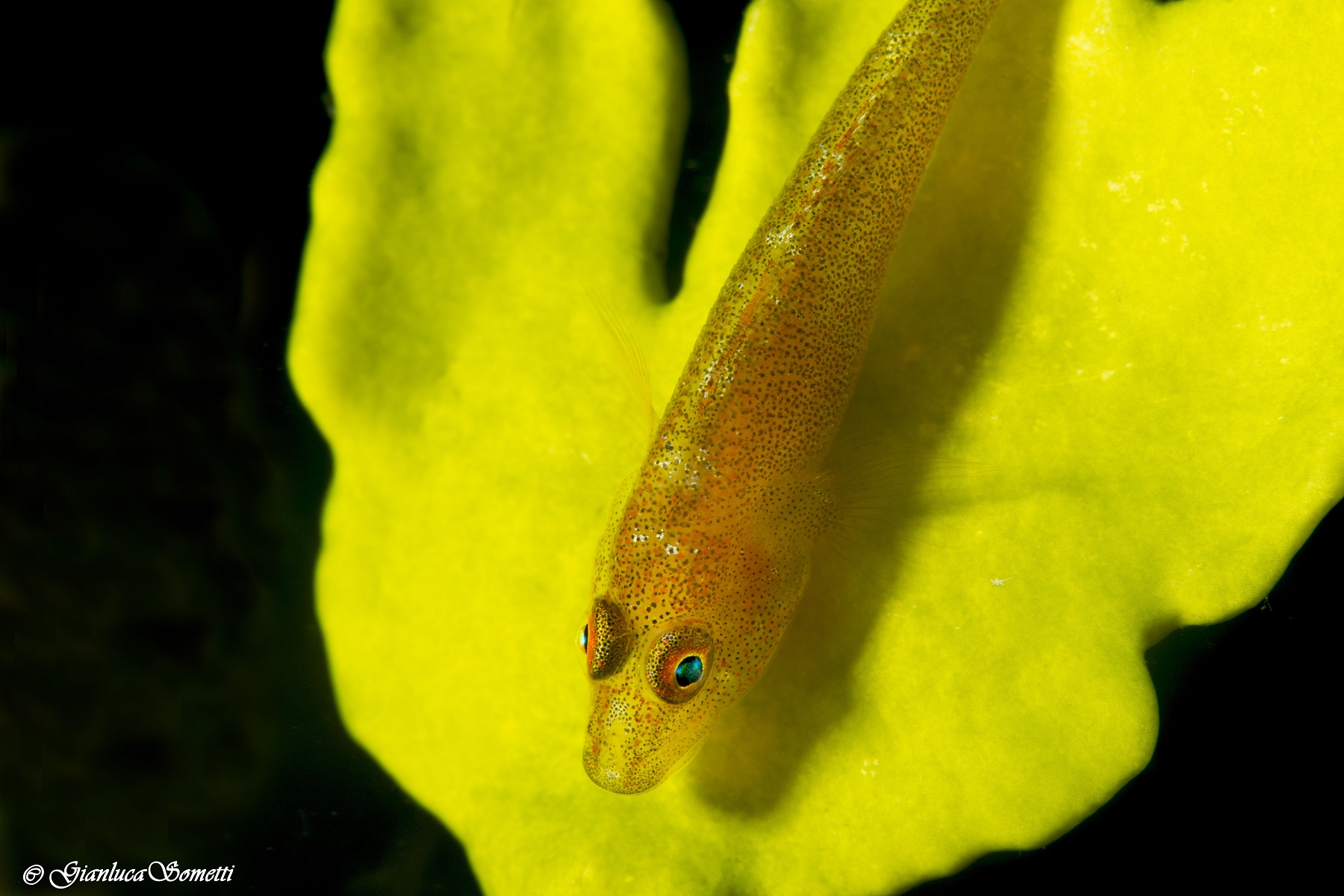 Goby su corallo a foglia