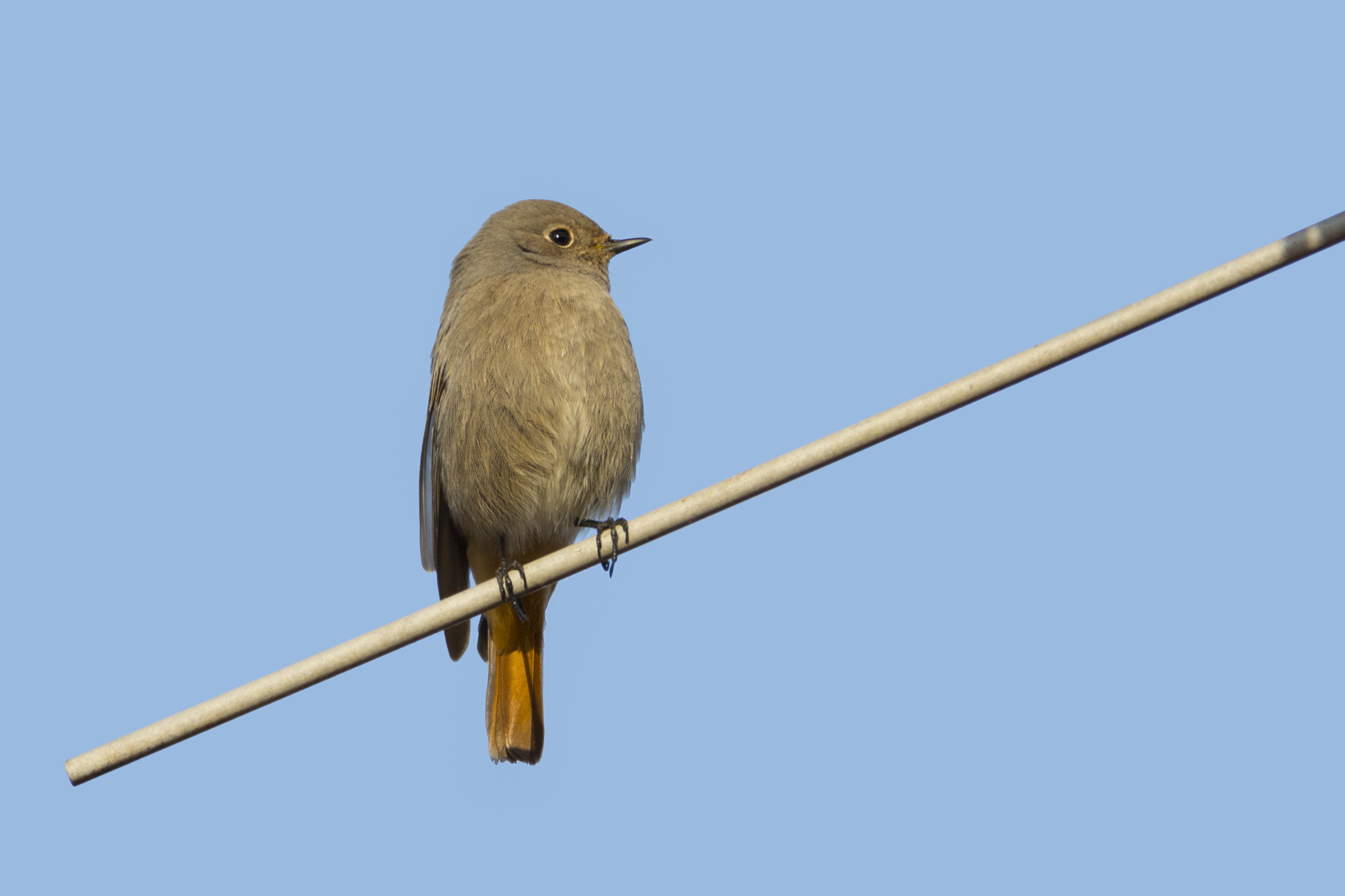 Codirosso spazzacamino