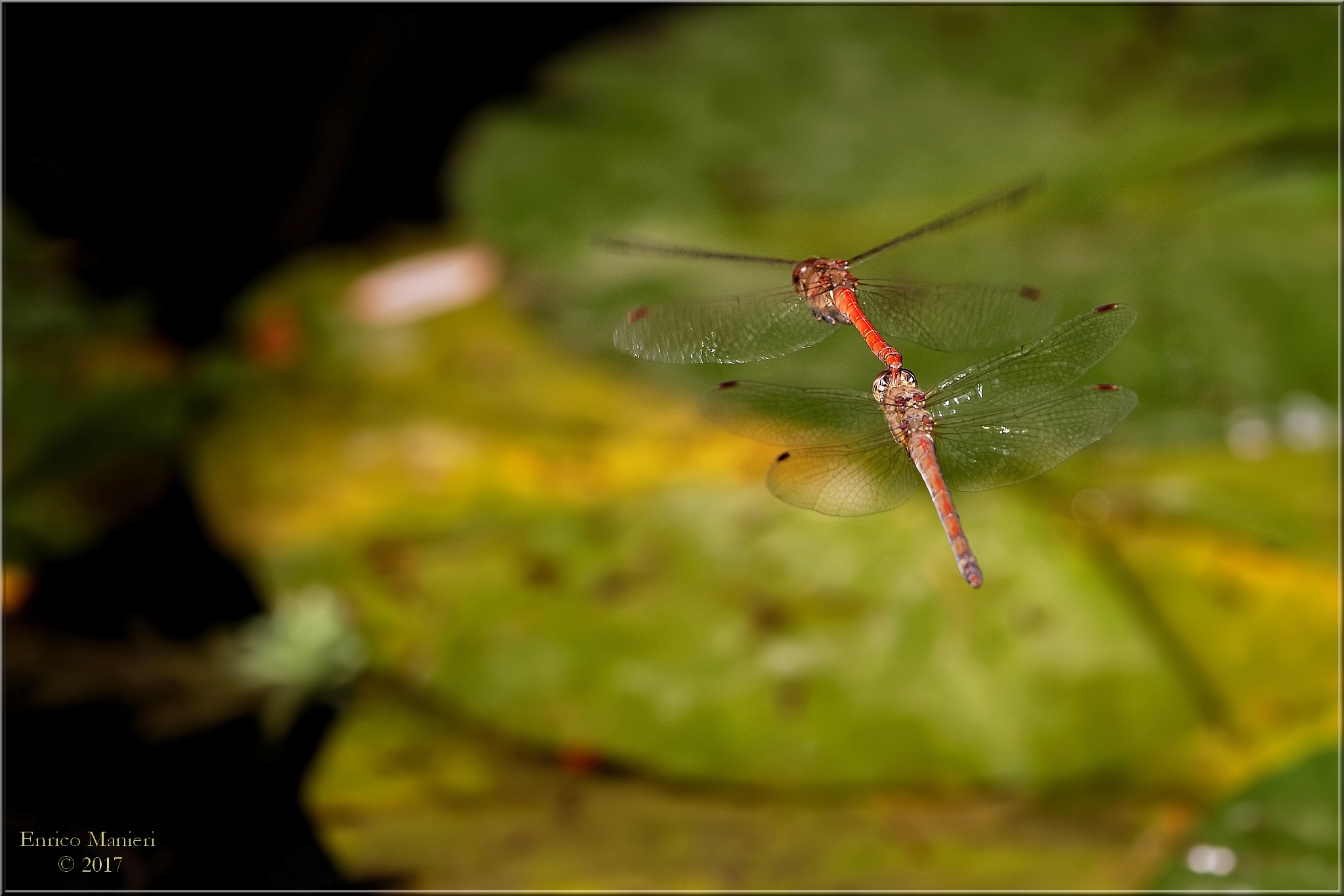 Tandem Bridal - Sympetrum Striolatum
