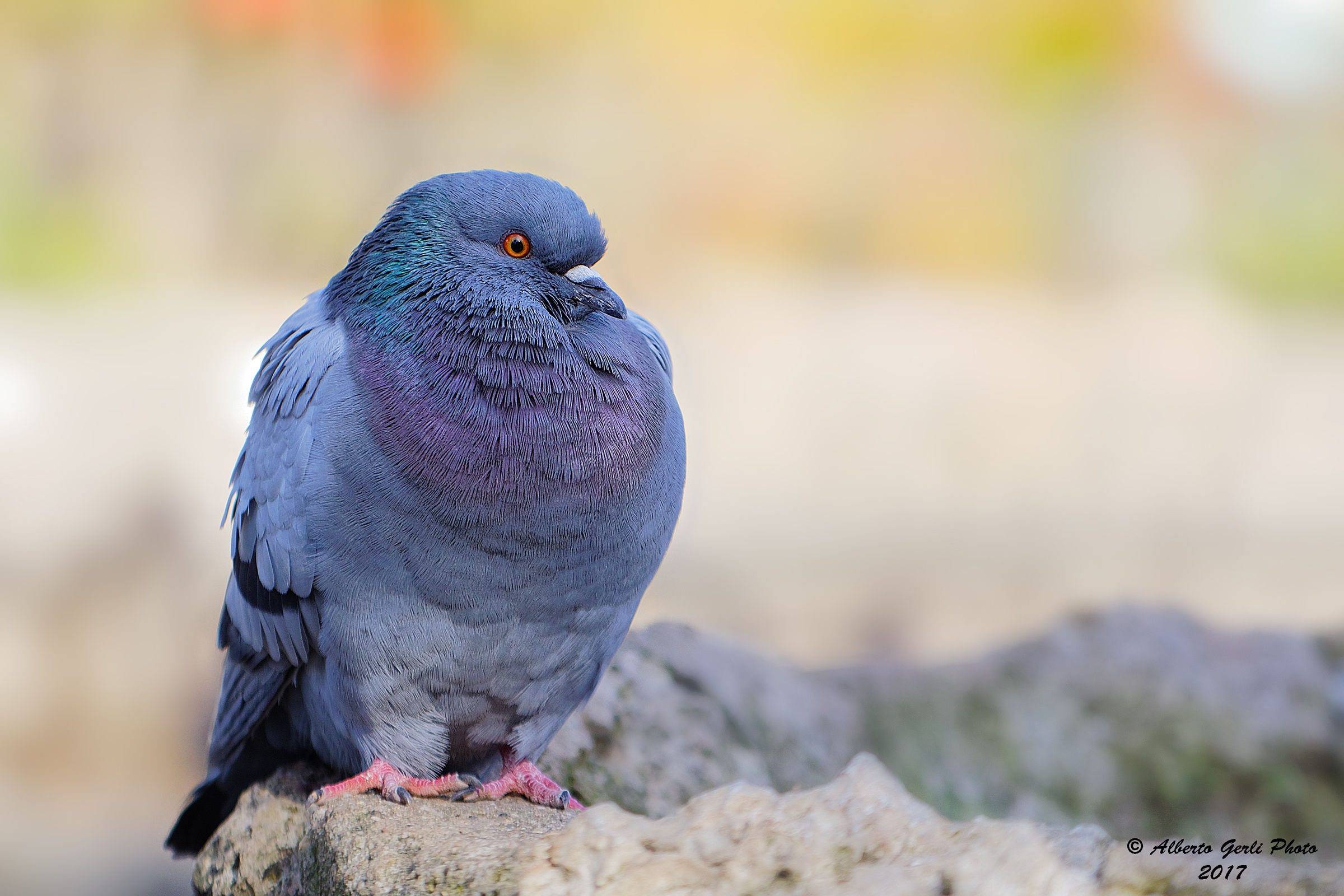 Columba livia