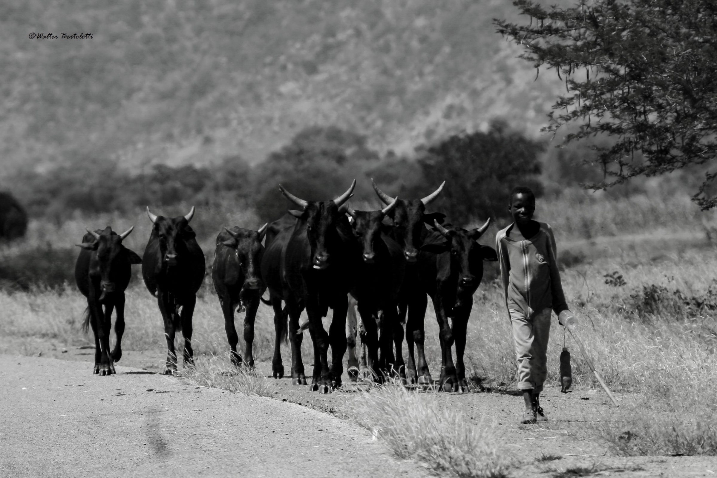 il piccolo capo branco
