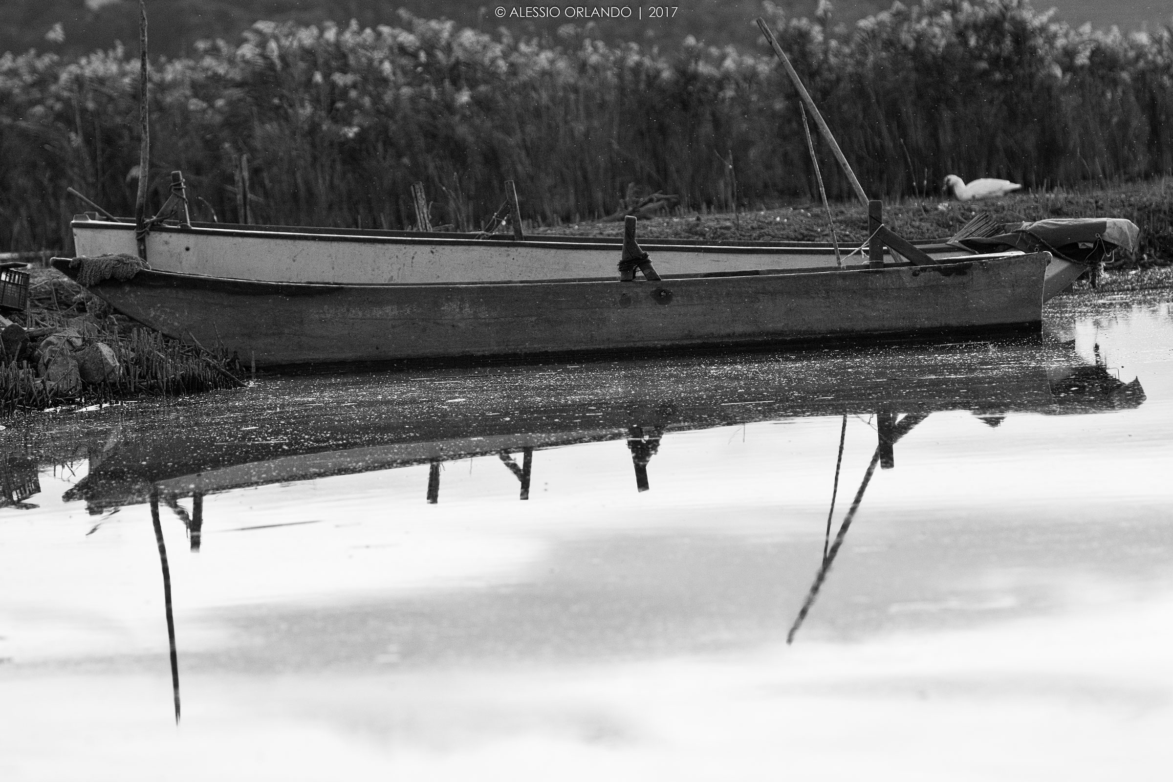 Reflections in the swamp