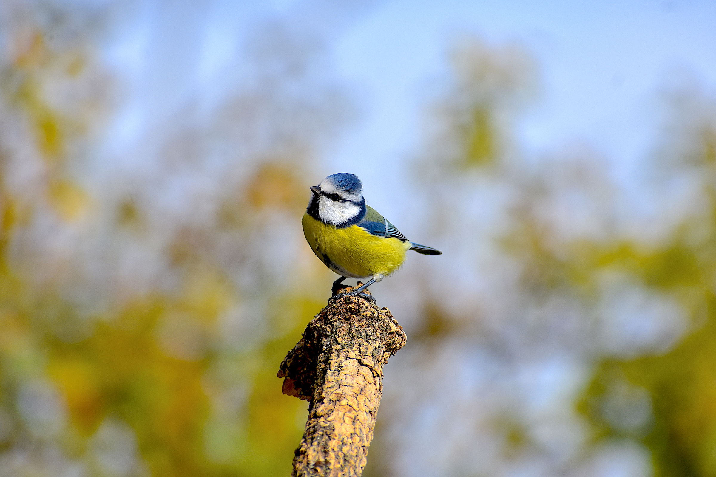 Blue Tit