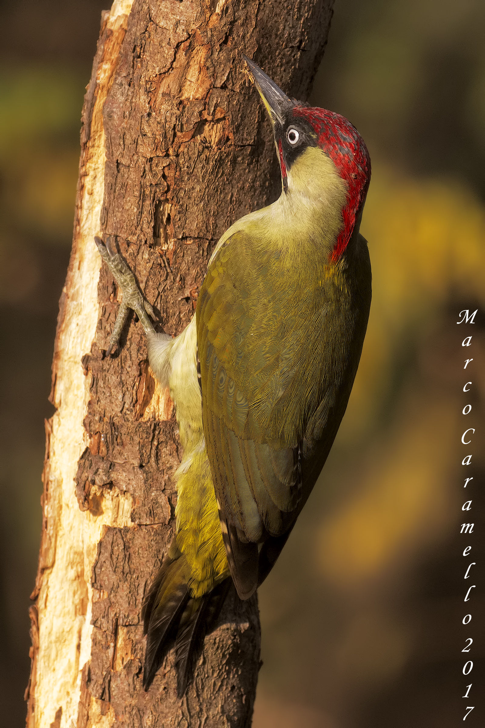 Green woodpecker
