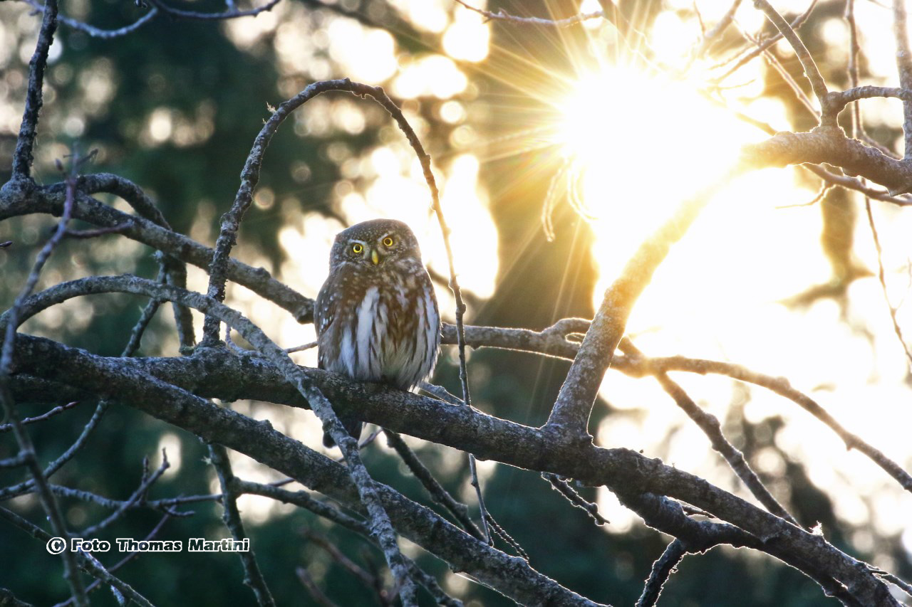 The Nana and the sun