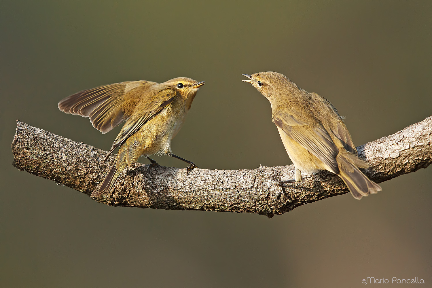 He was small (Phylloscopus collybita)