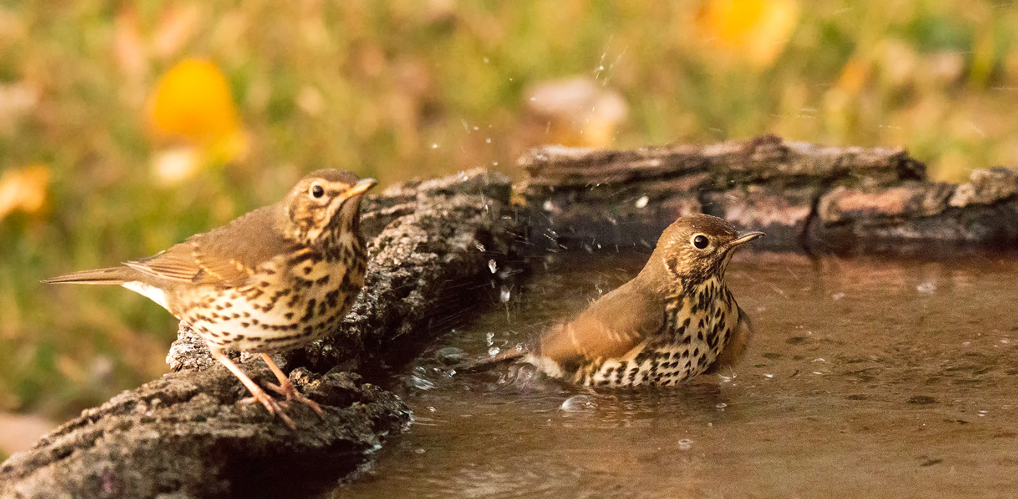 the toilet bowl at 12800 Iso
