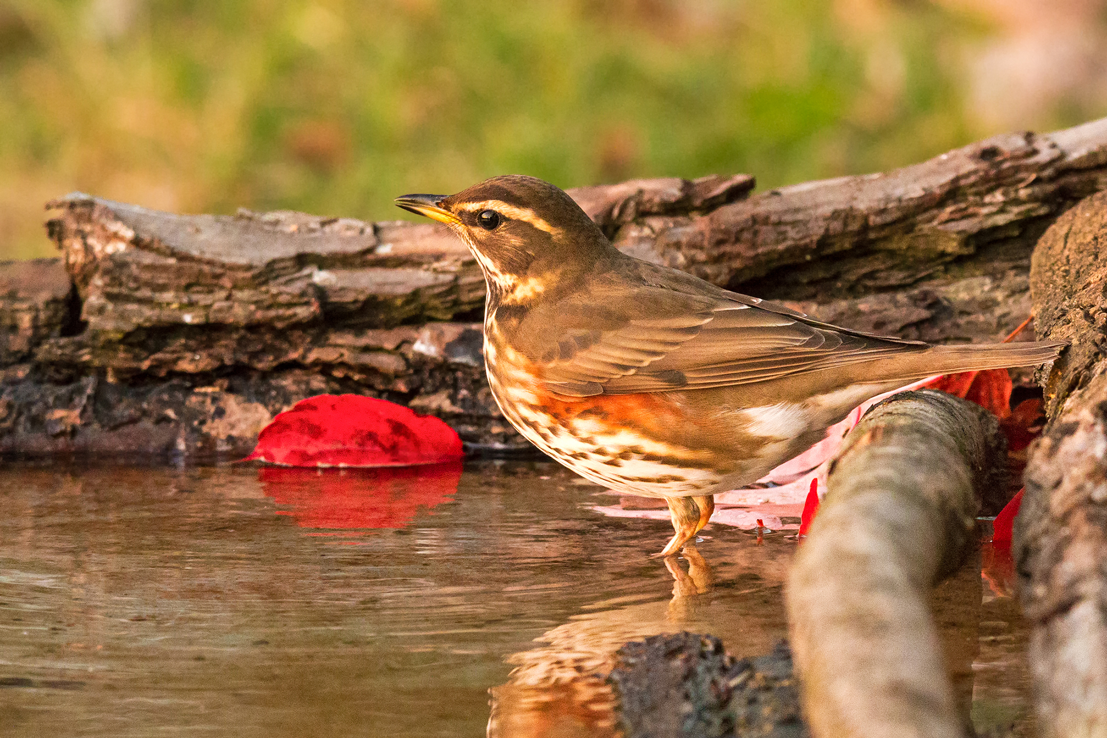 the sunset of the sunshine