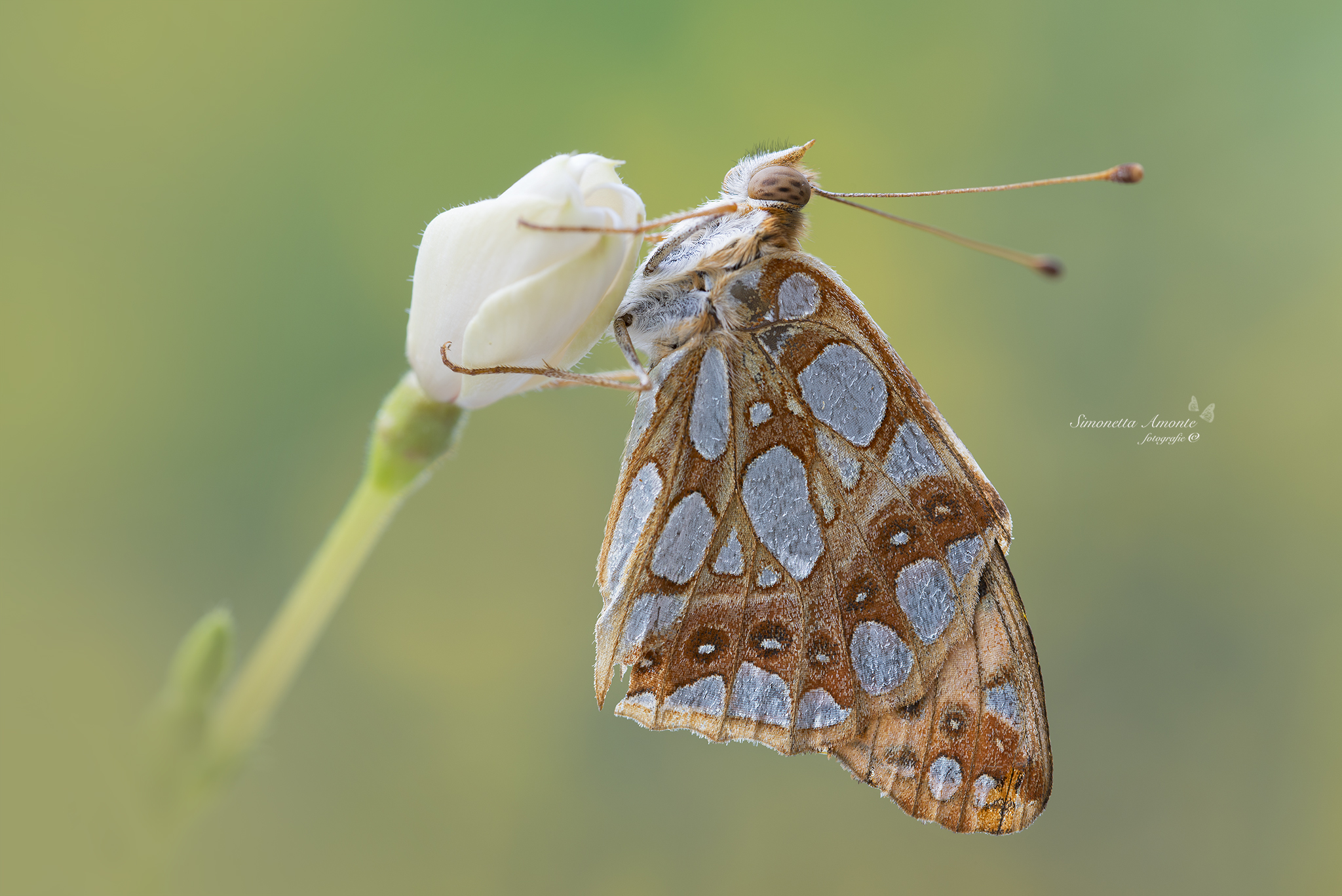 A little flower for you