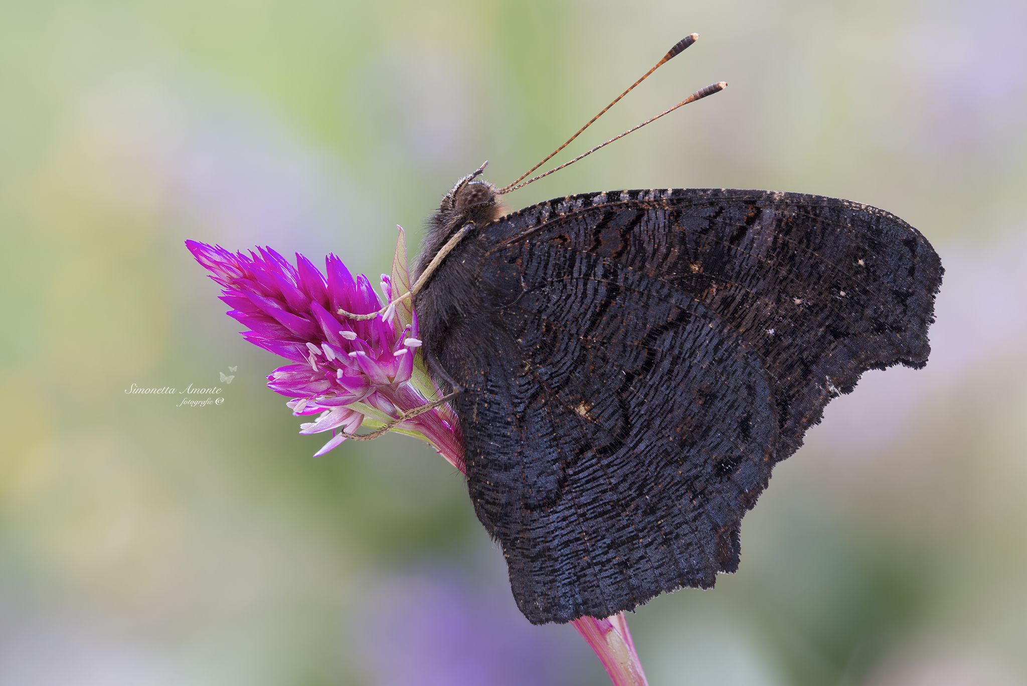 Brocade lady dressed