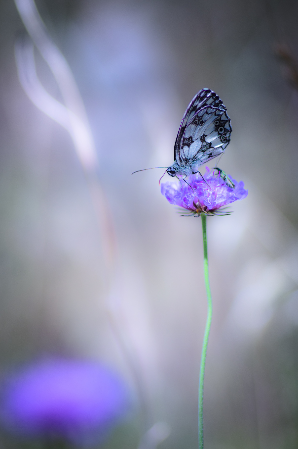 Differently beautiful :)