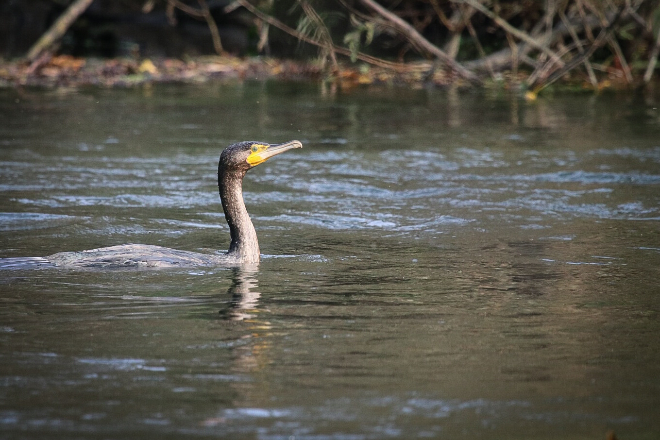 Cormorano