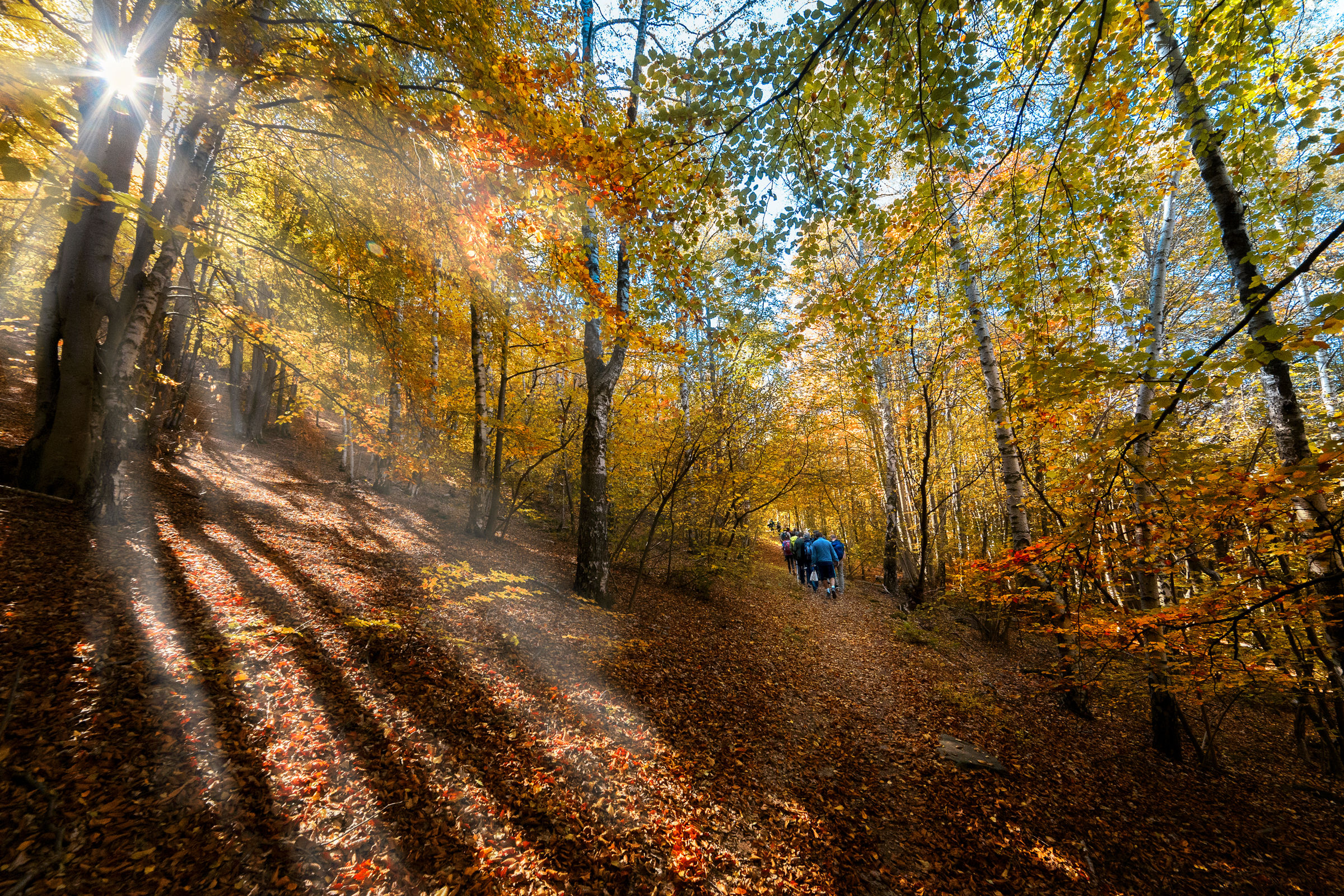 Walking on the autumn