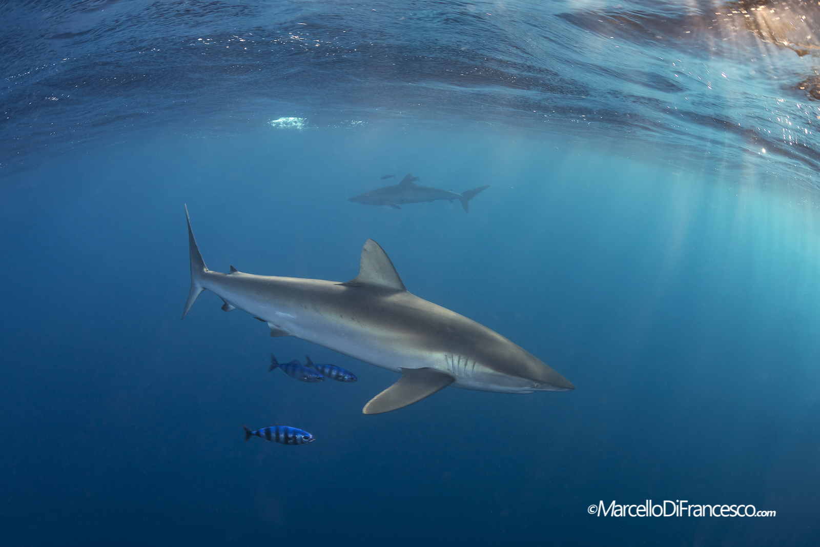 Silky Sharks