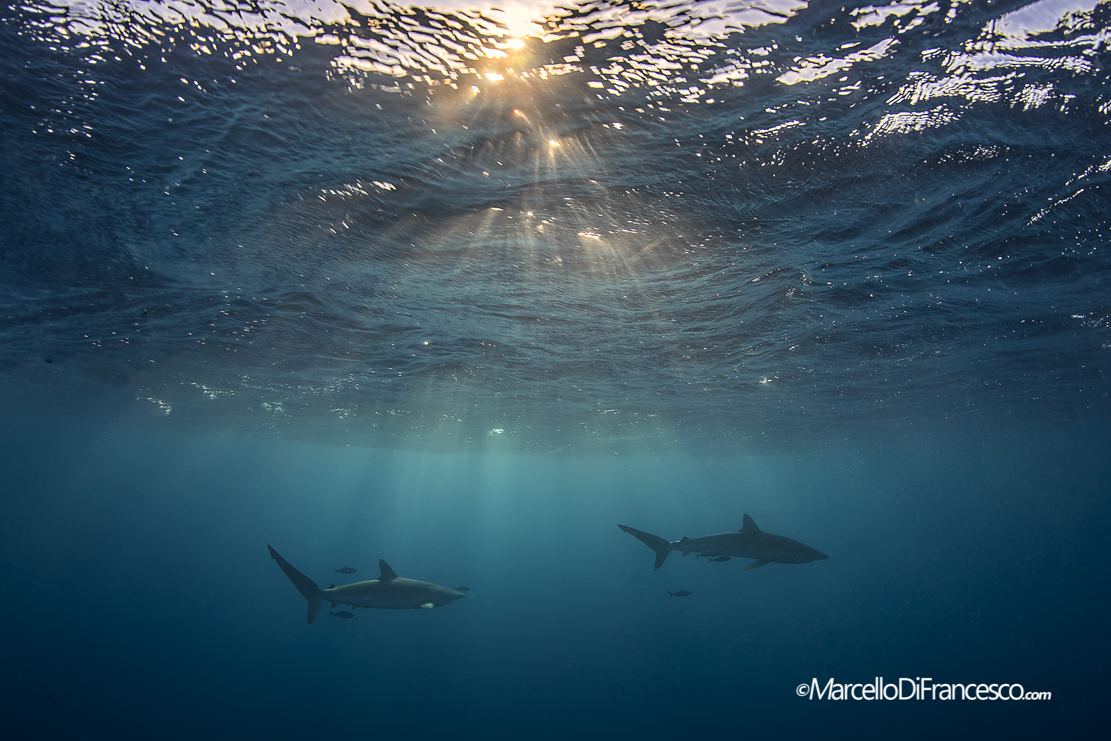 Silky Sharks