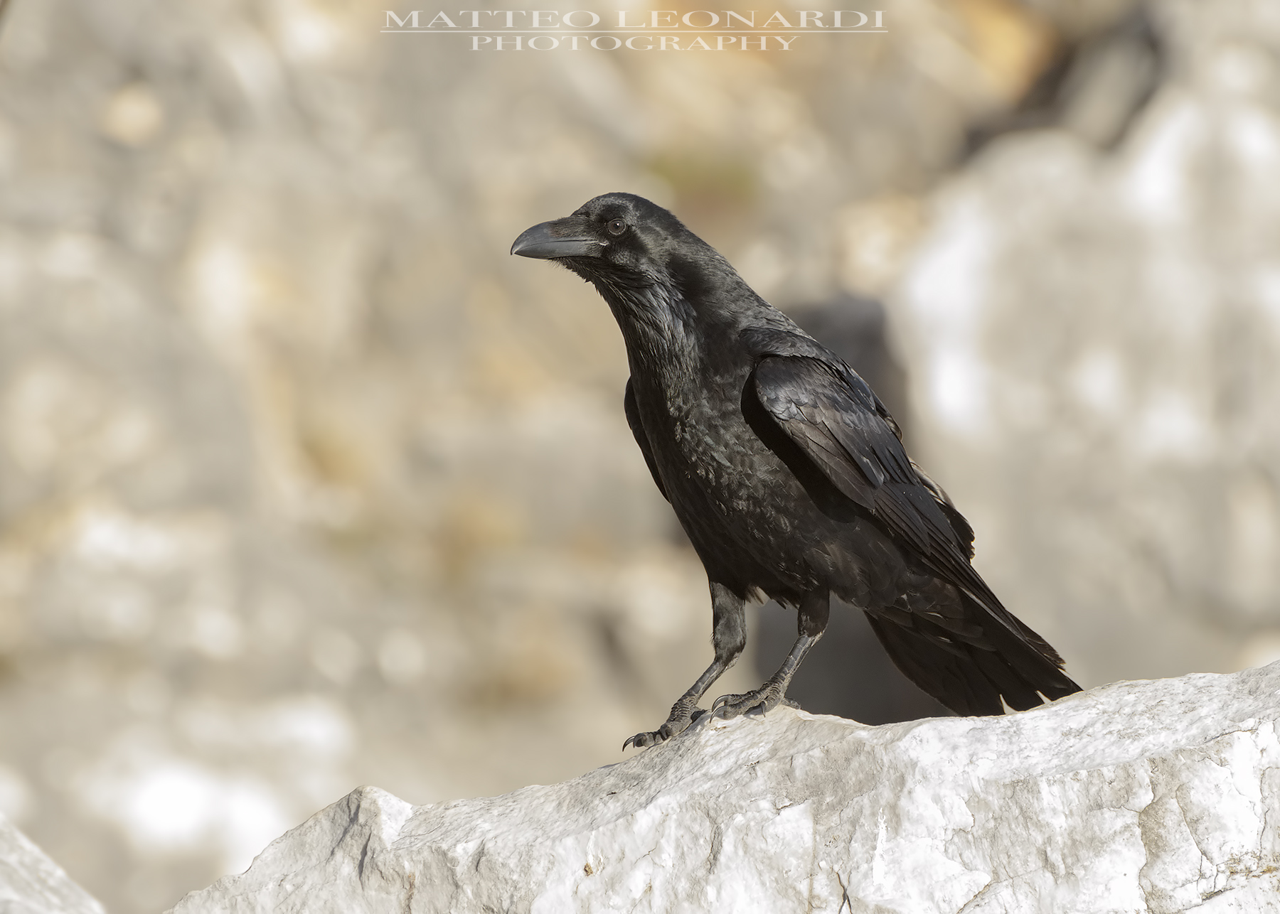 Imperial Corvo - Apuan Alps