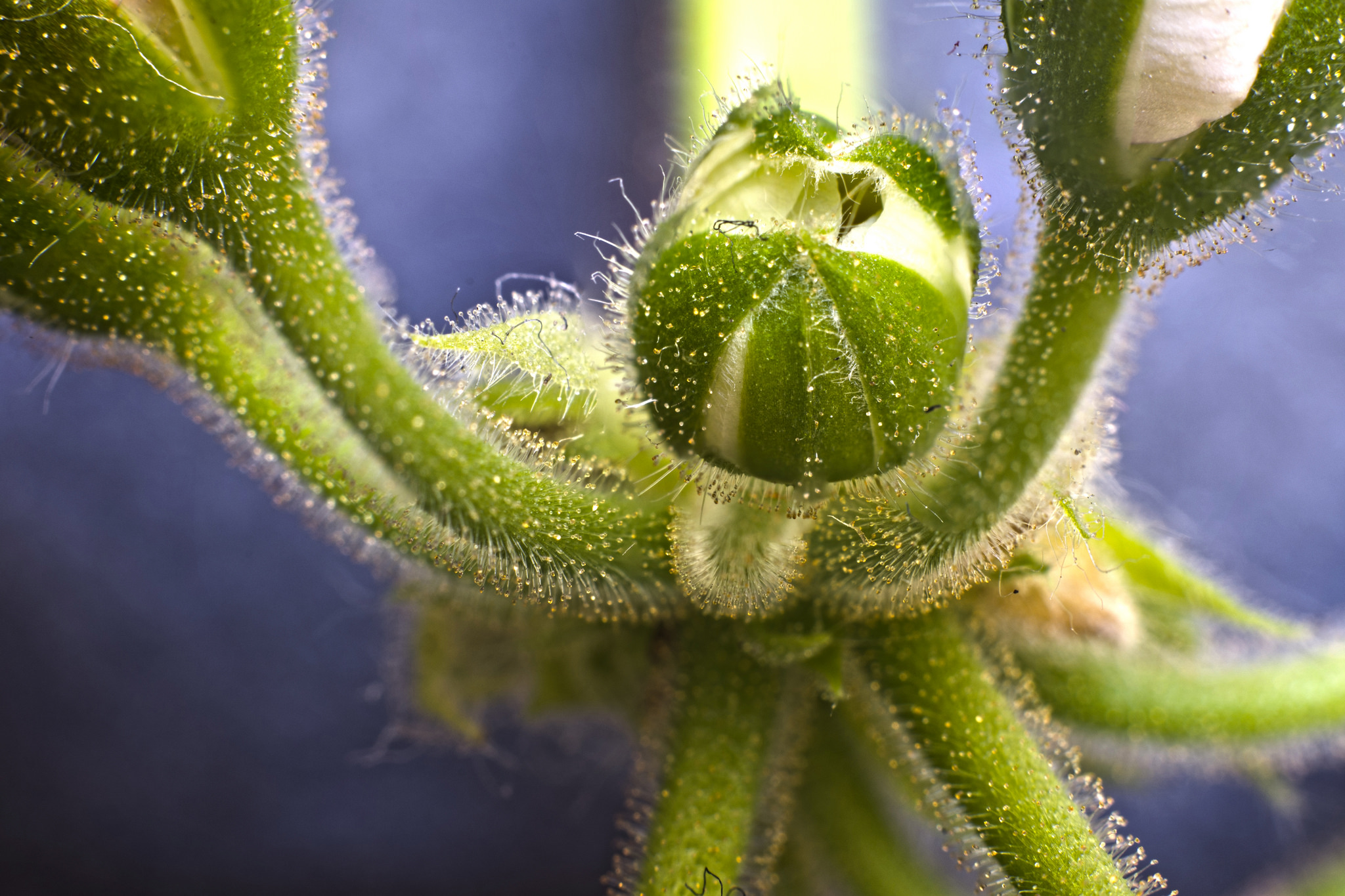 Geranium in Macro