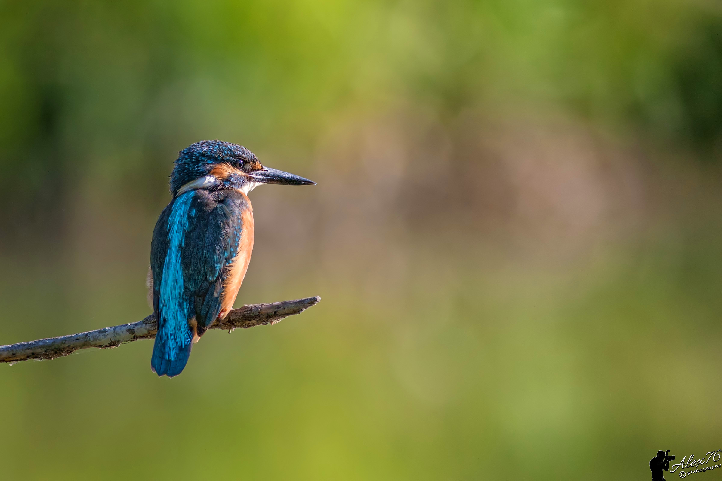 Fisherman Martin (Alcedo atthis)