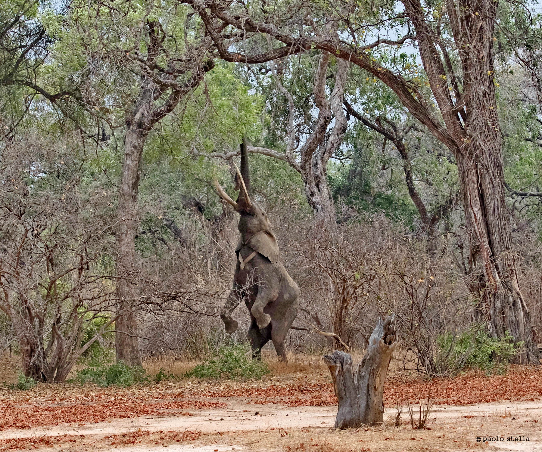 Boswell l'equilibrista