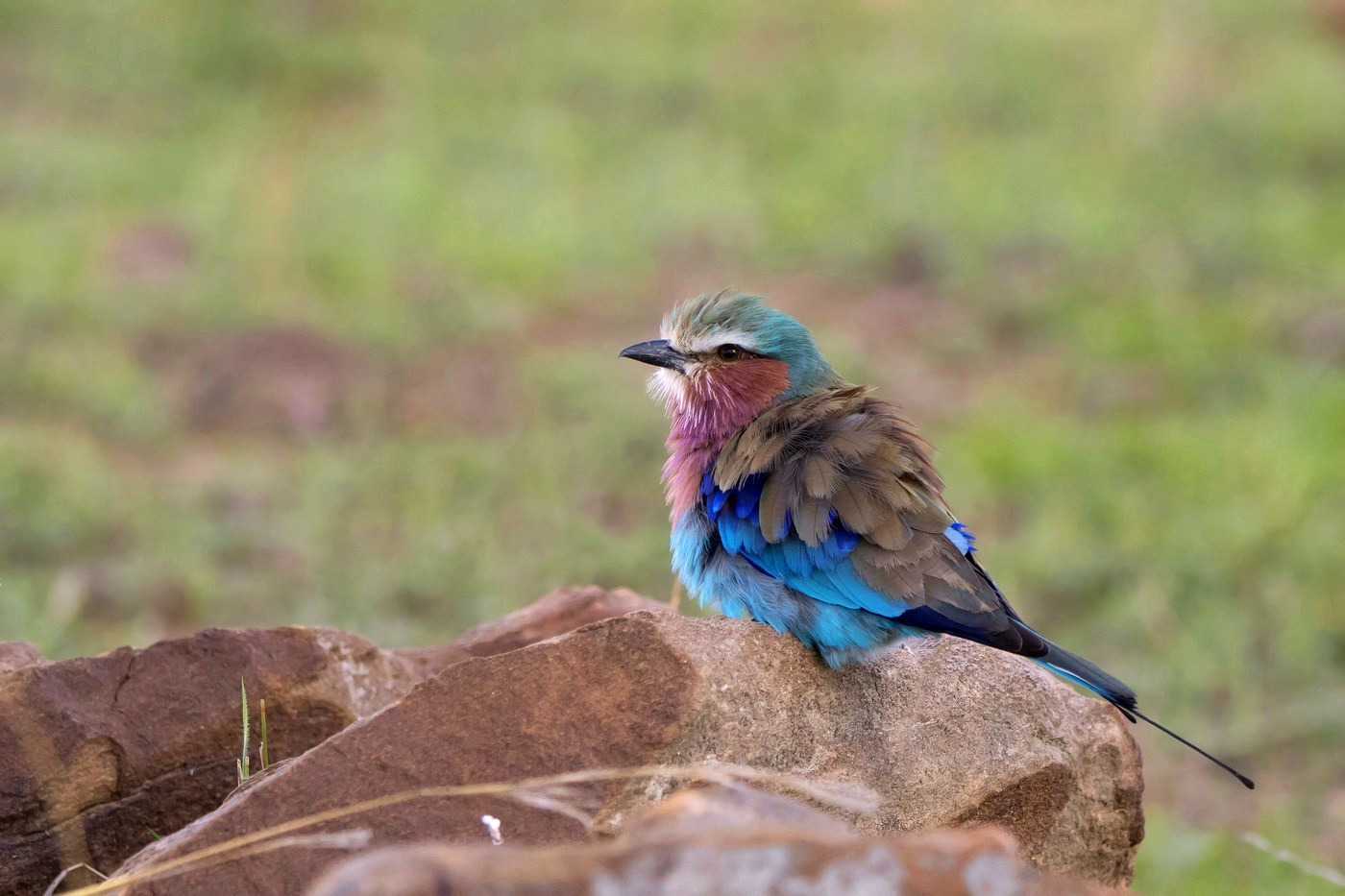 The rocks of the rocks 2