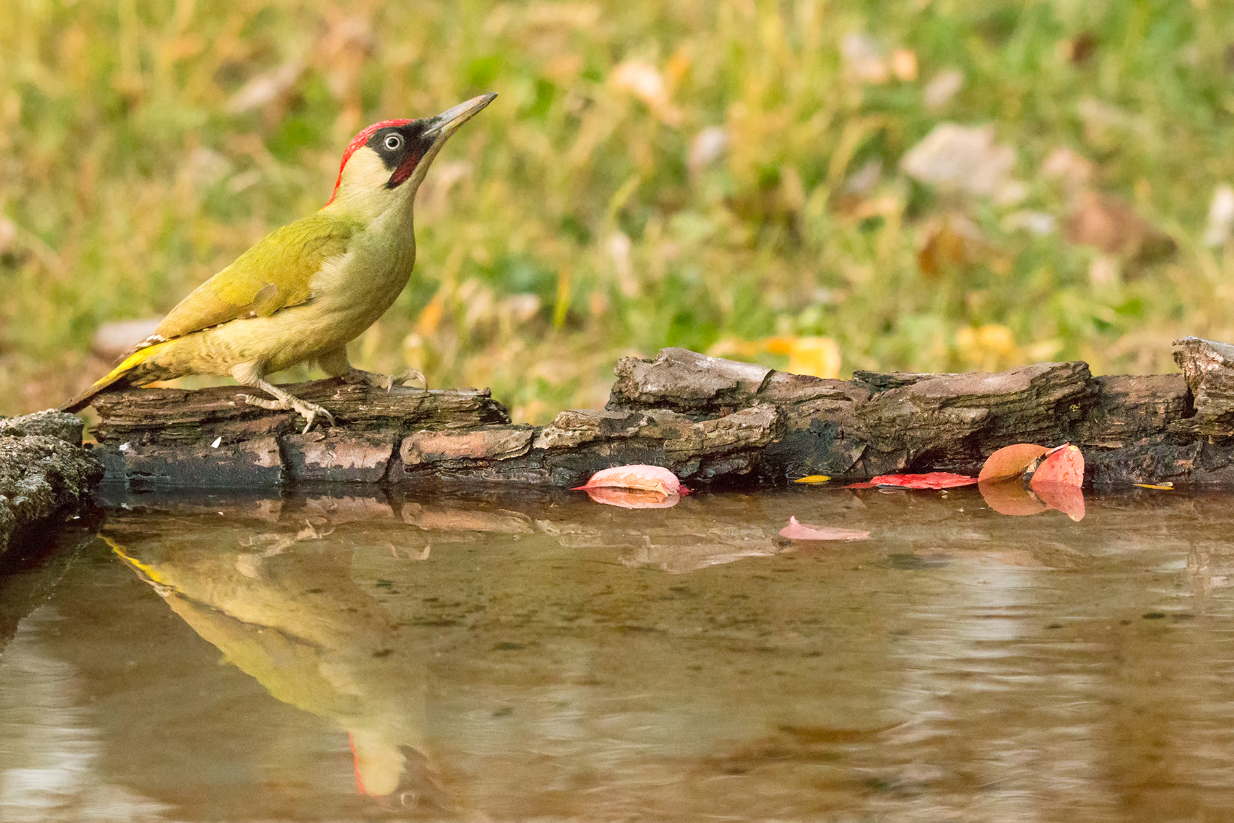 green woodpecker after vespers
