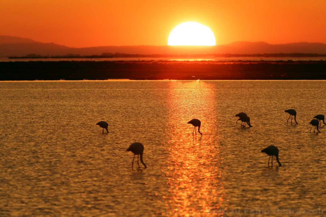 flamingos at dawn
