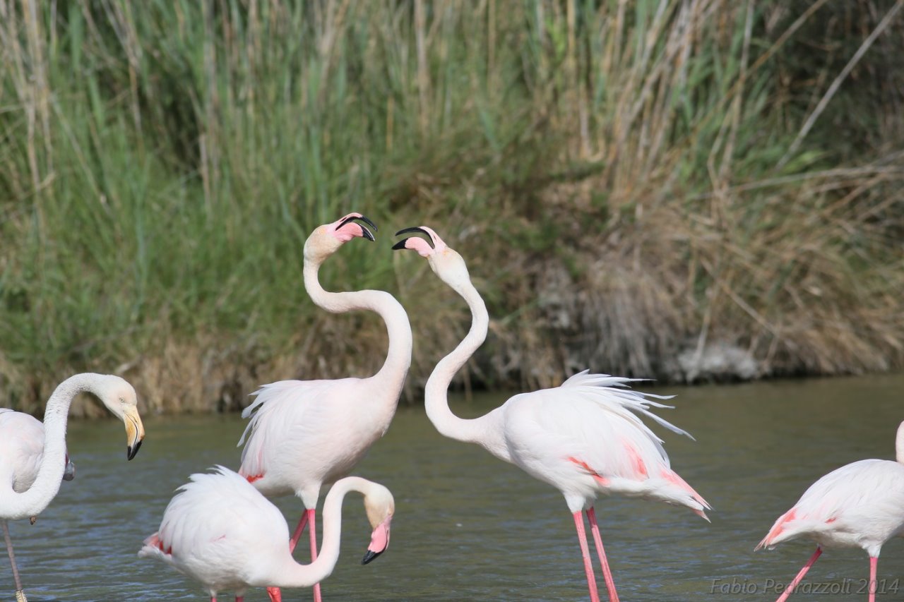 flamingos