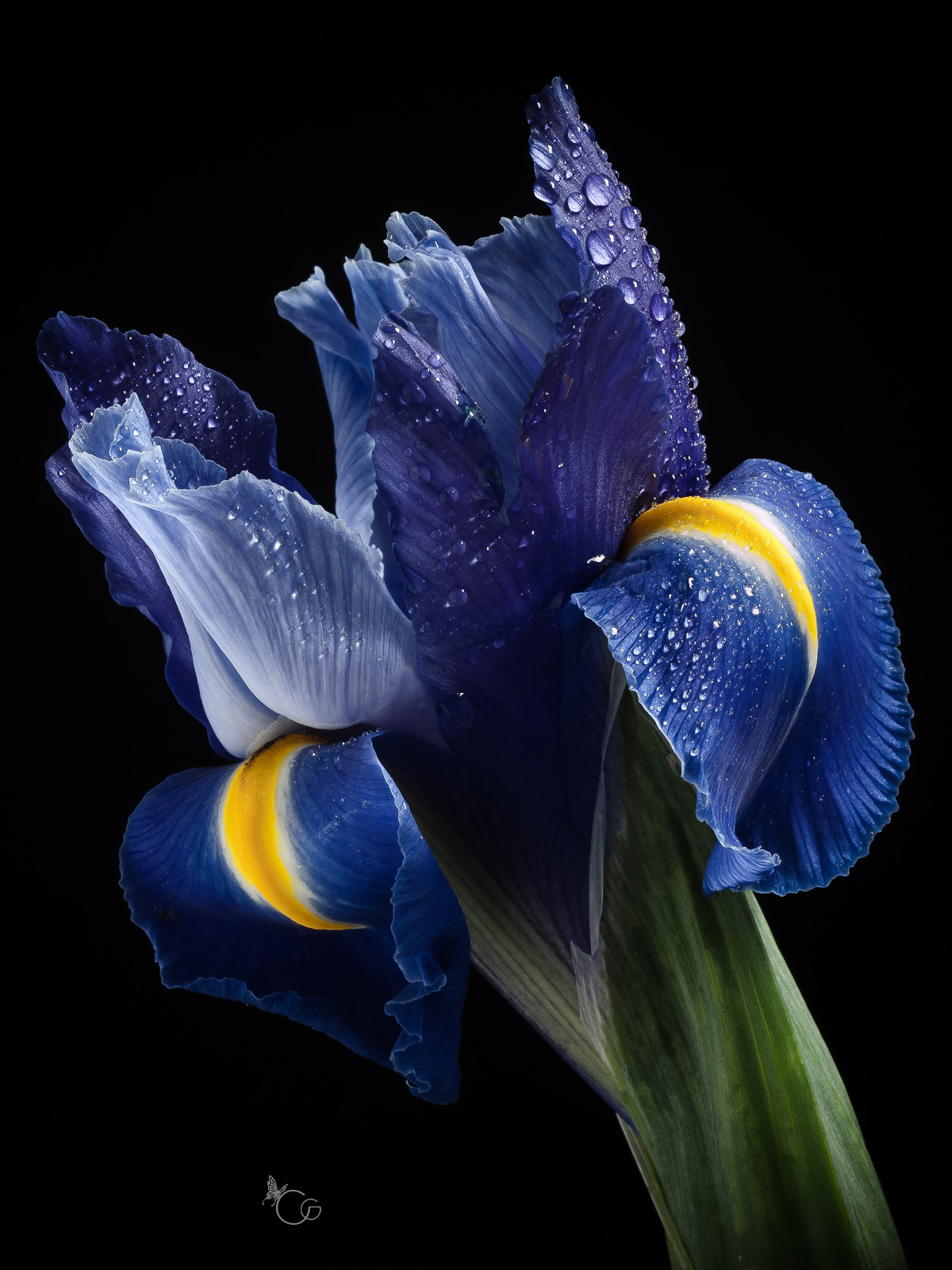 iris