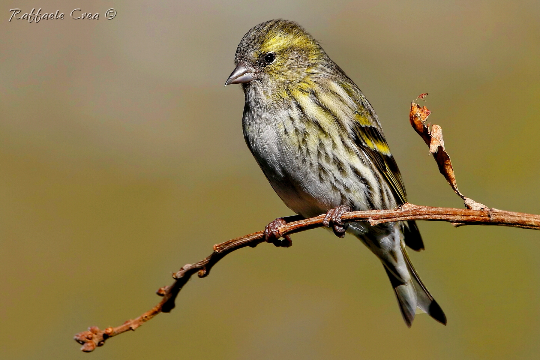 Siskin