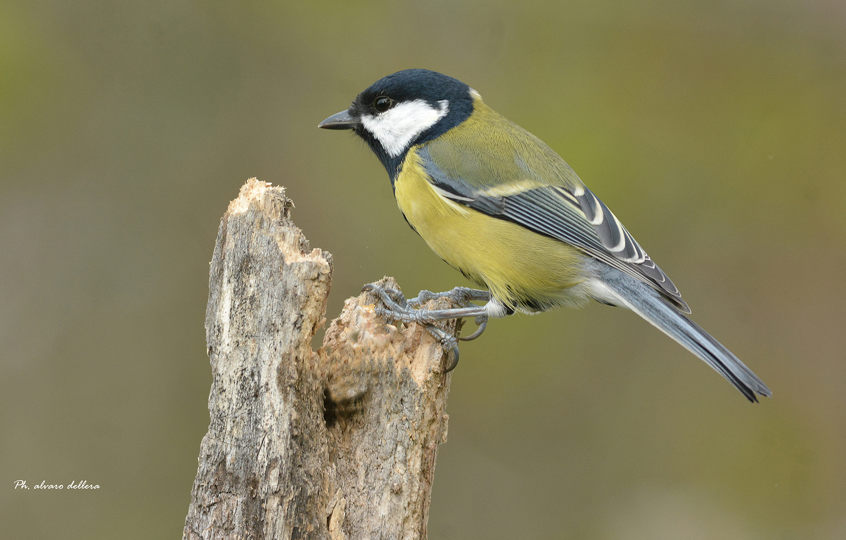 he likes to cheer even in the fall