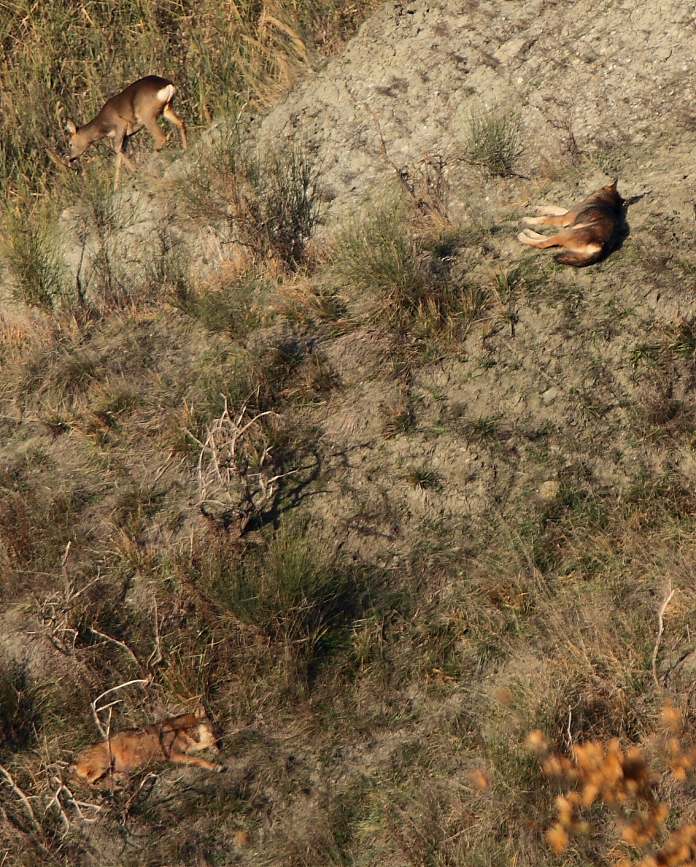 Scopri l intruso......