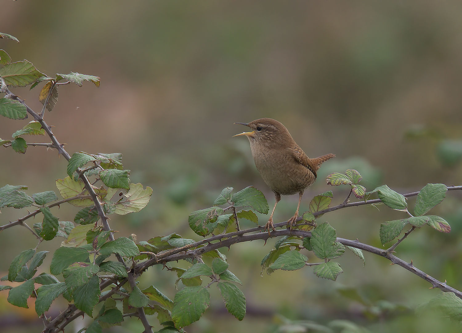 Wren