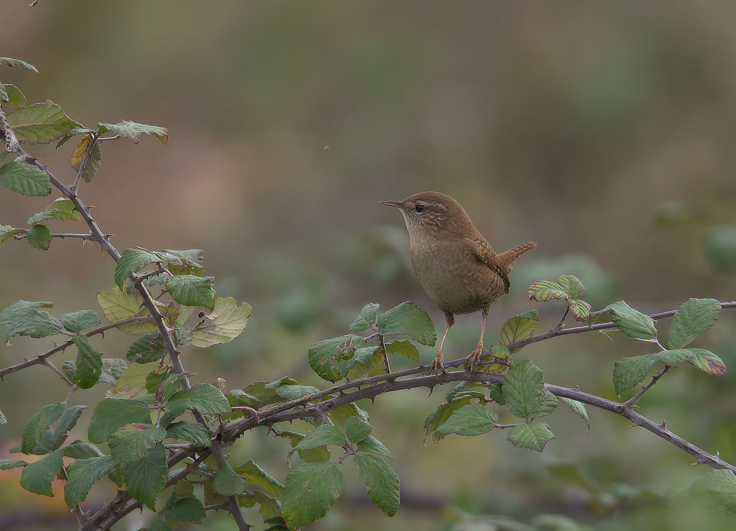 Wren