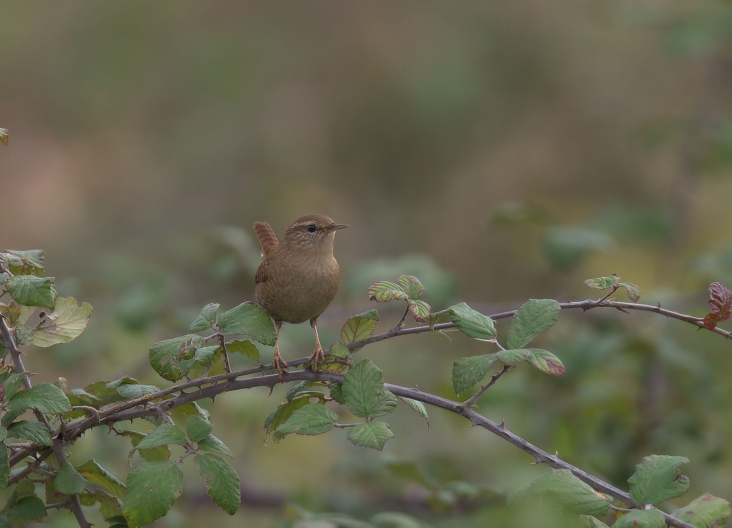Wren