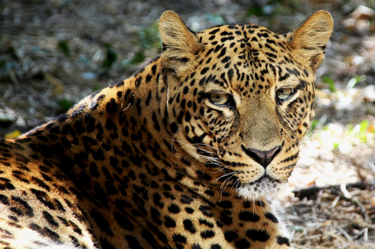 Leopardo