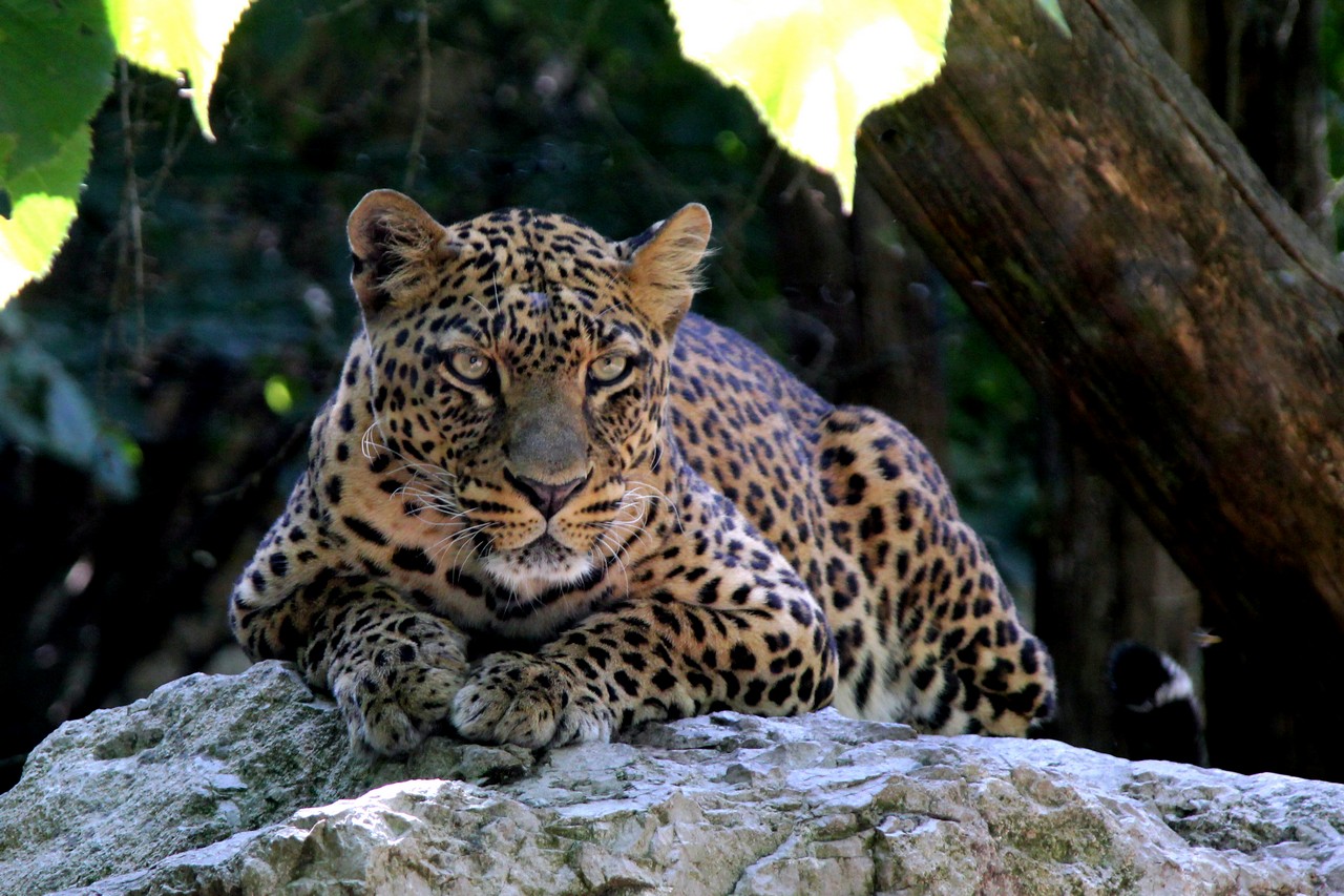 Leopard