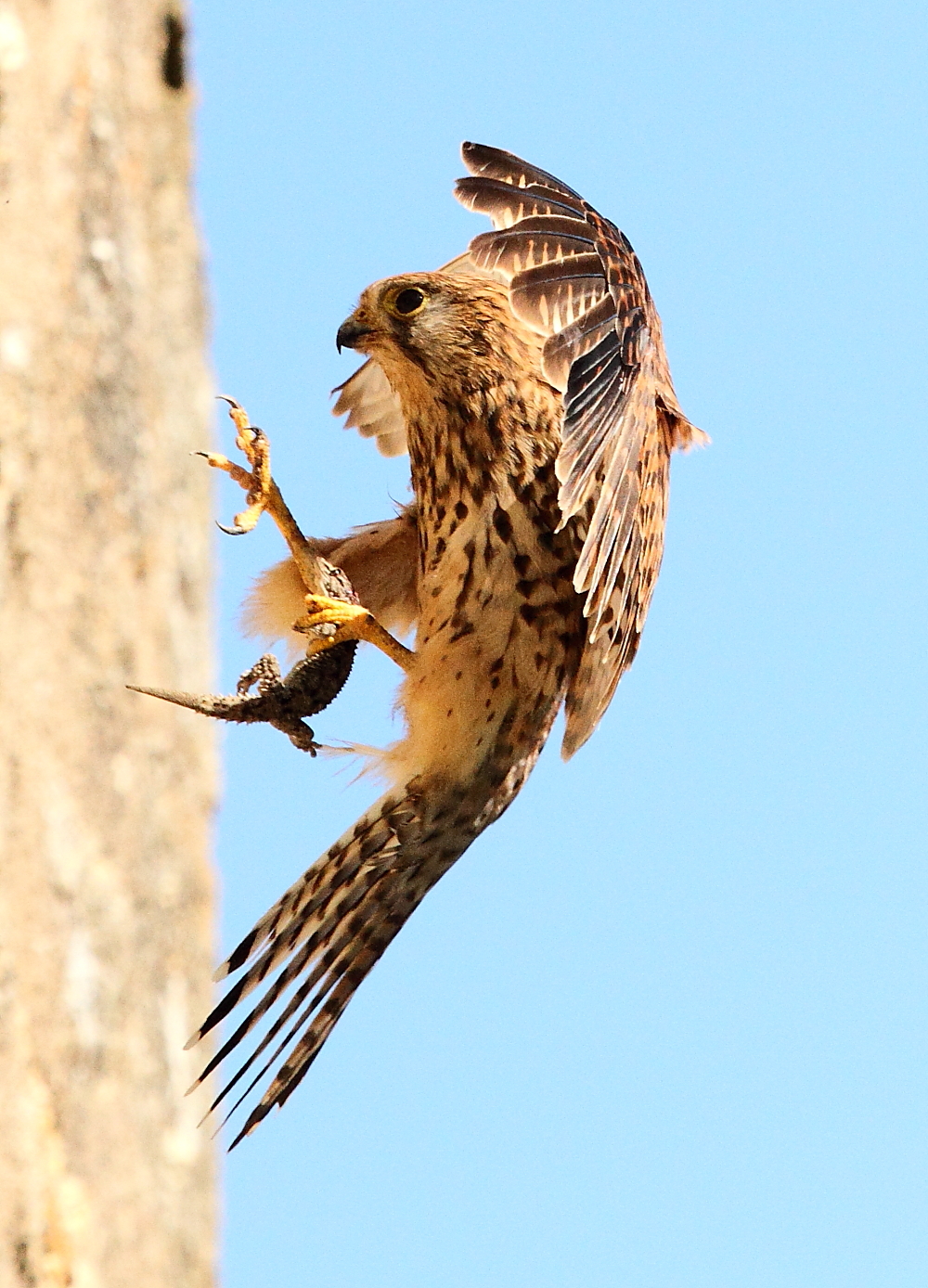 Kestrel with gecko