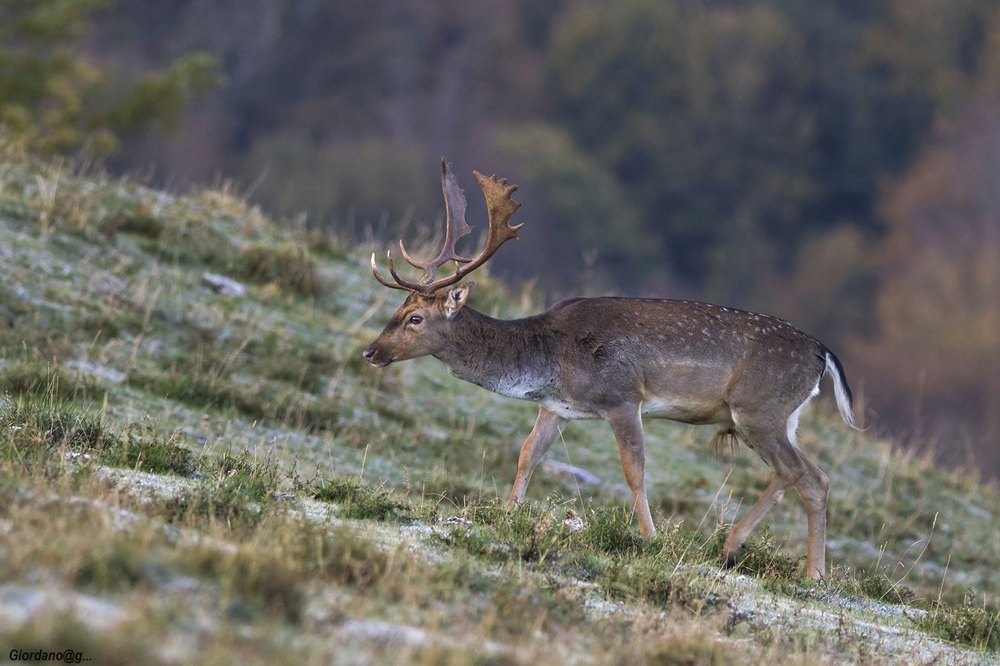 Daino Autunnale...