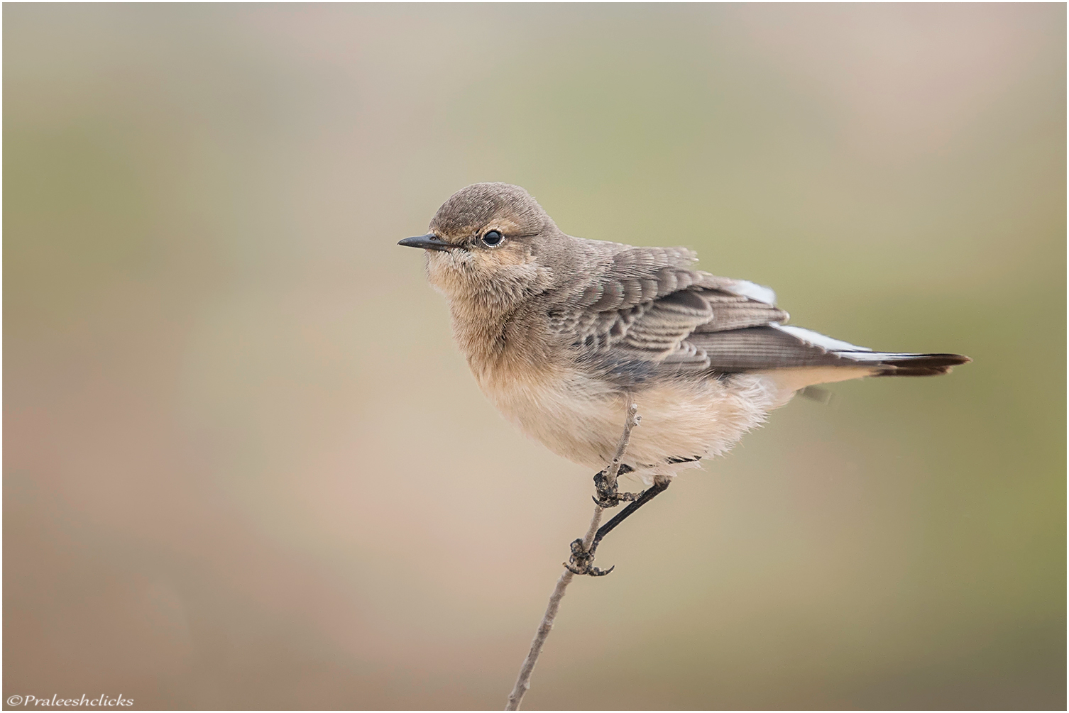 Desert Wheatear