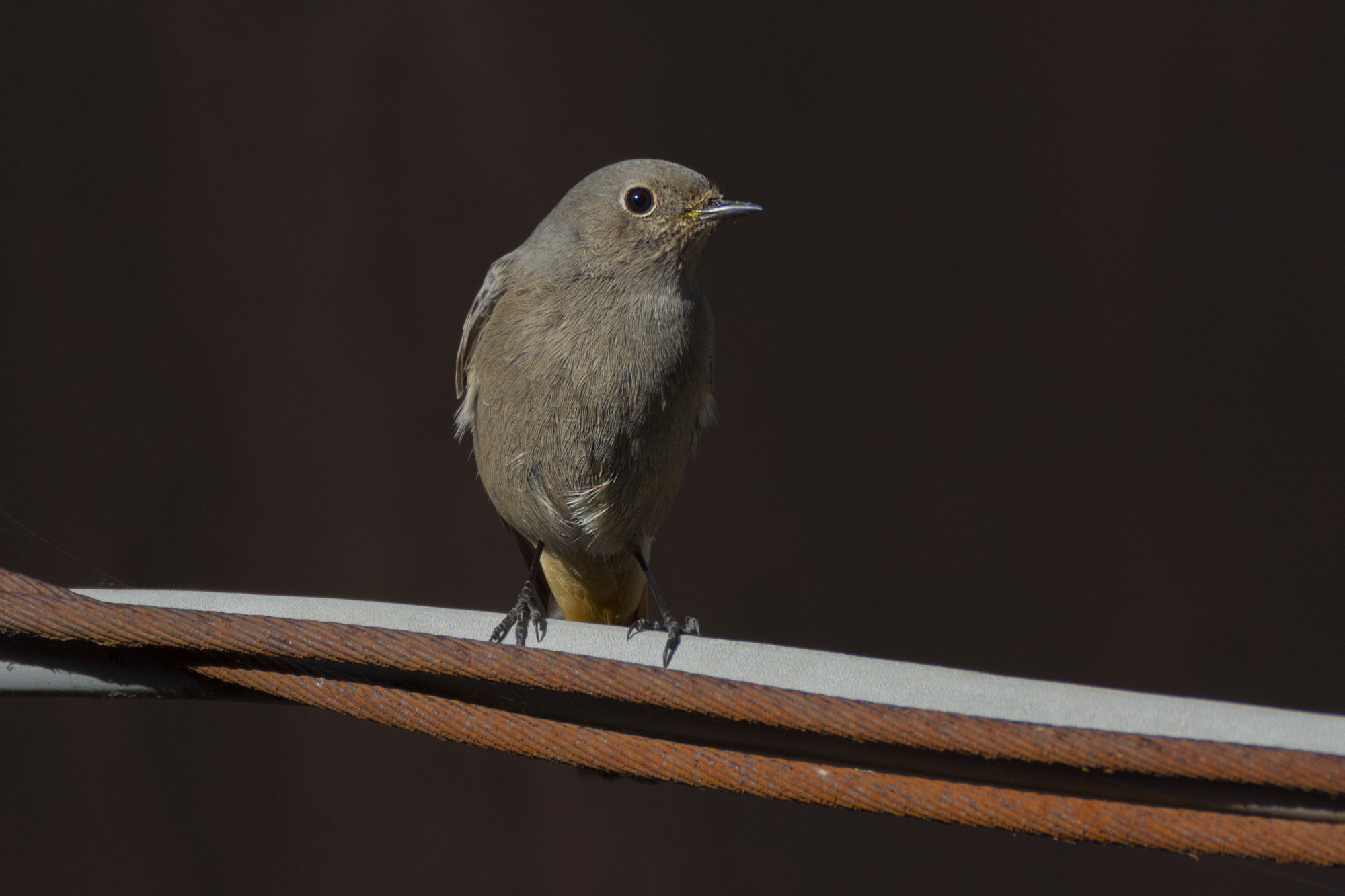 Codirosso spazzacamino