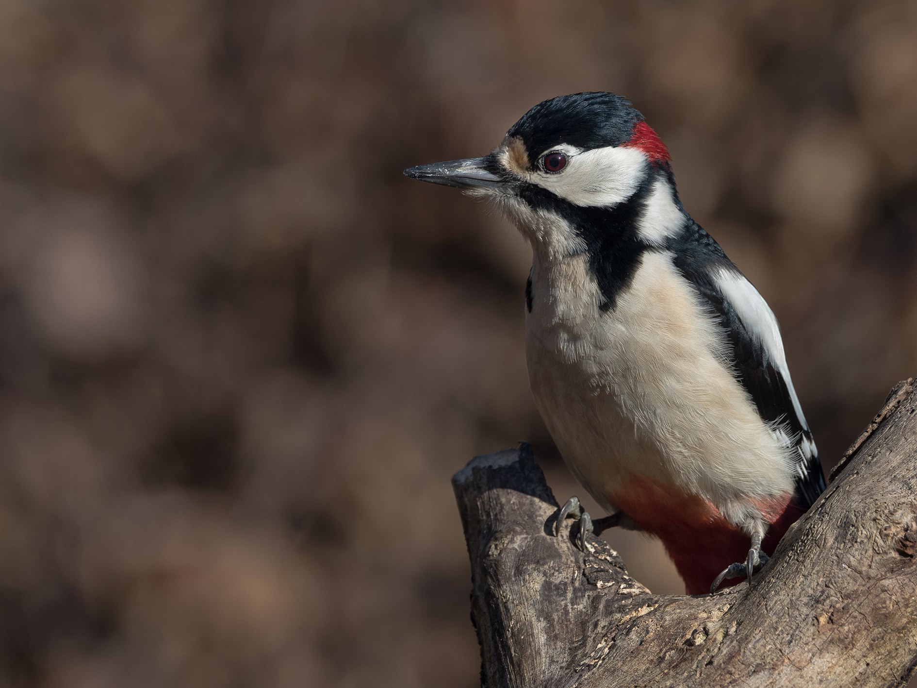 Big Red Woodpecker (male)