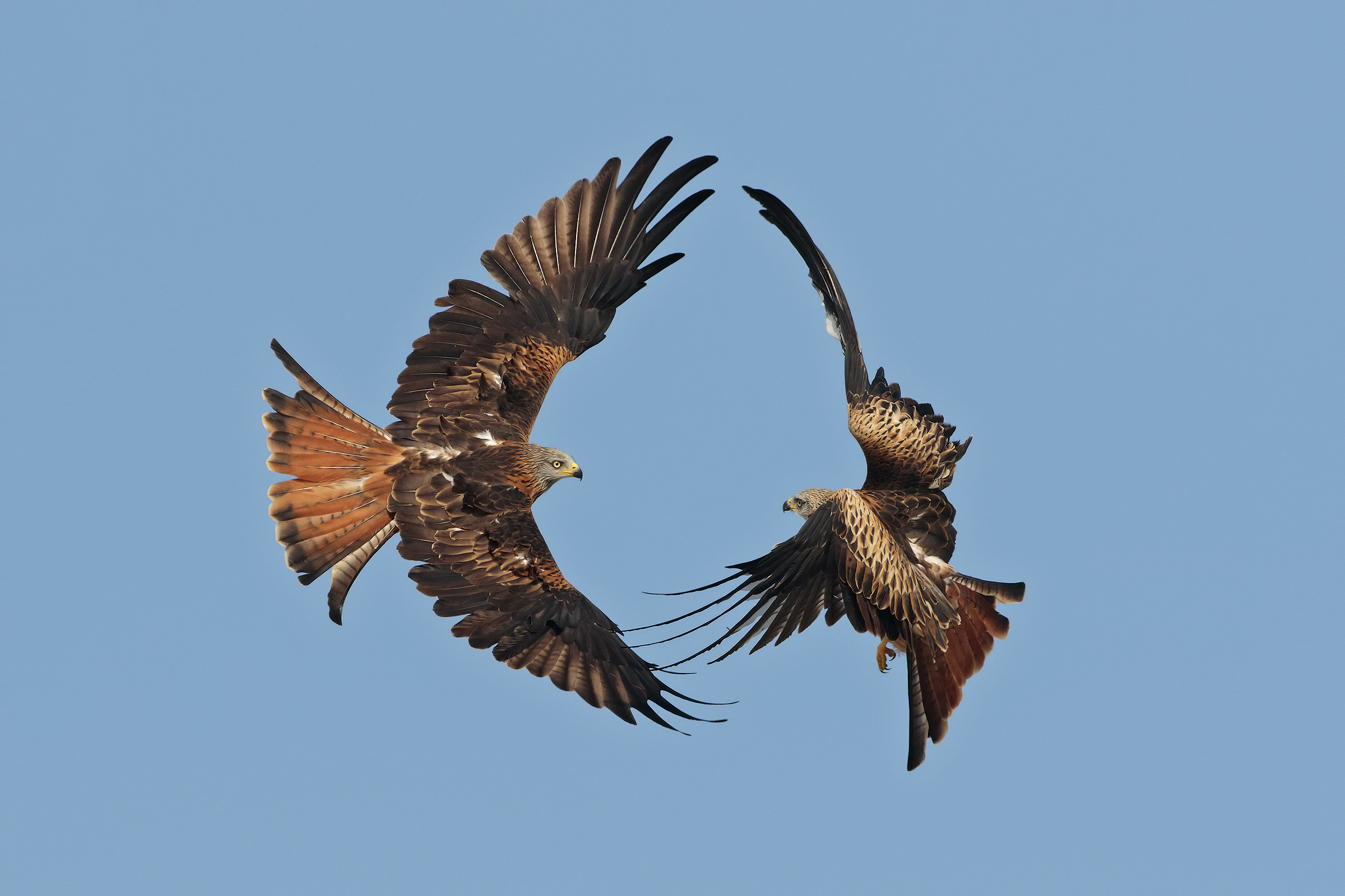 Nibbio reale.......l'abbraccio