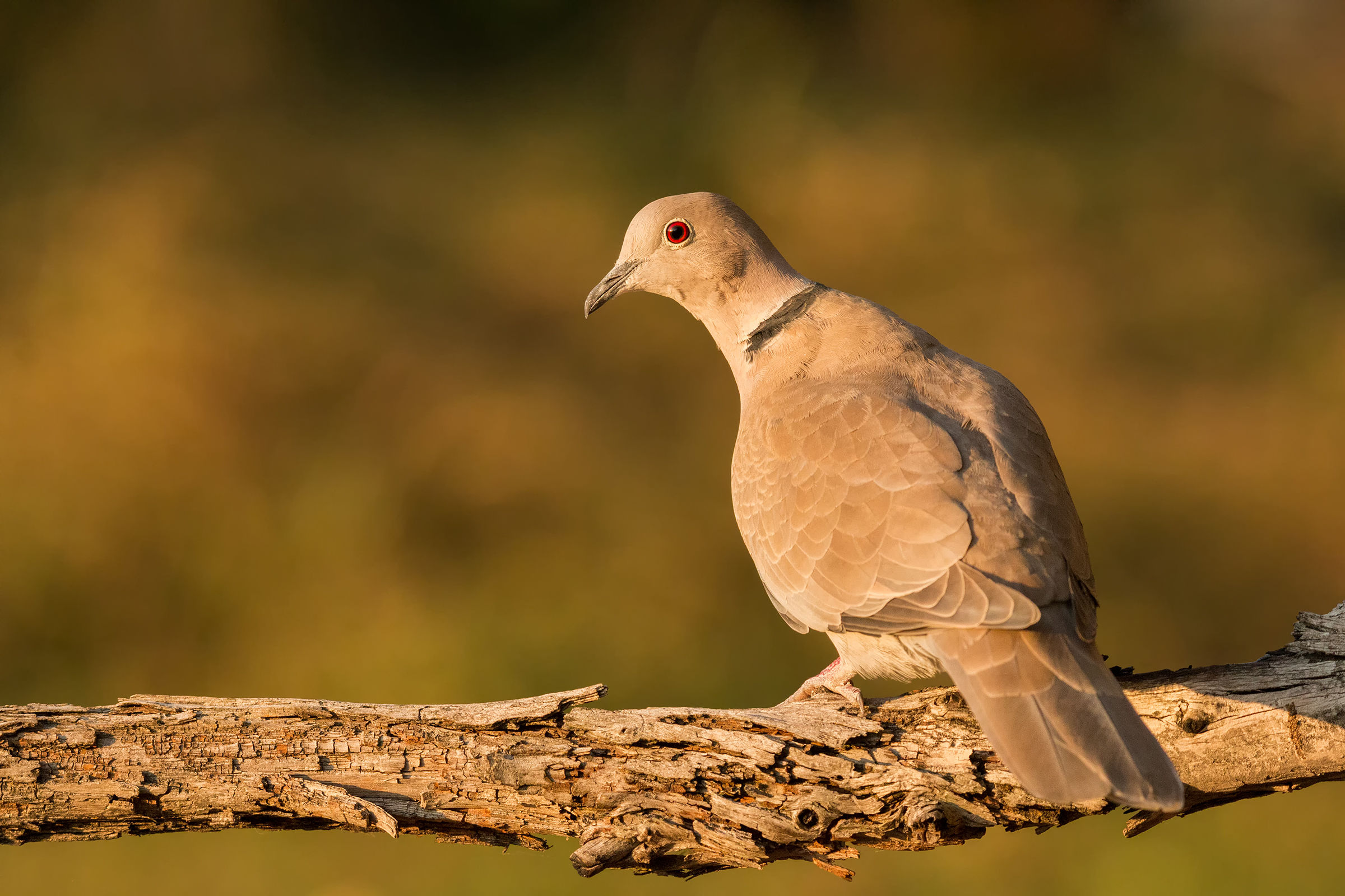 Torture from the collar