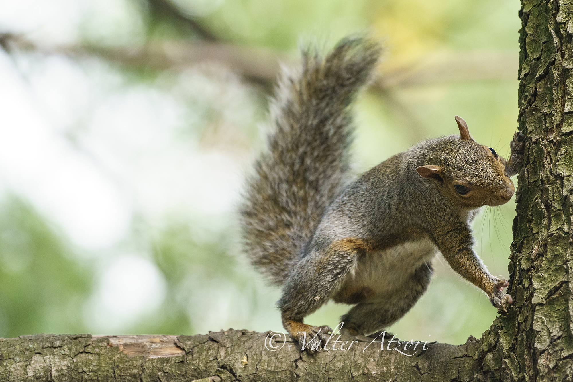 Gray squirrel